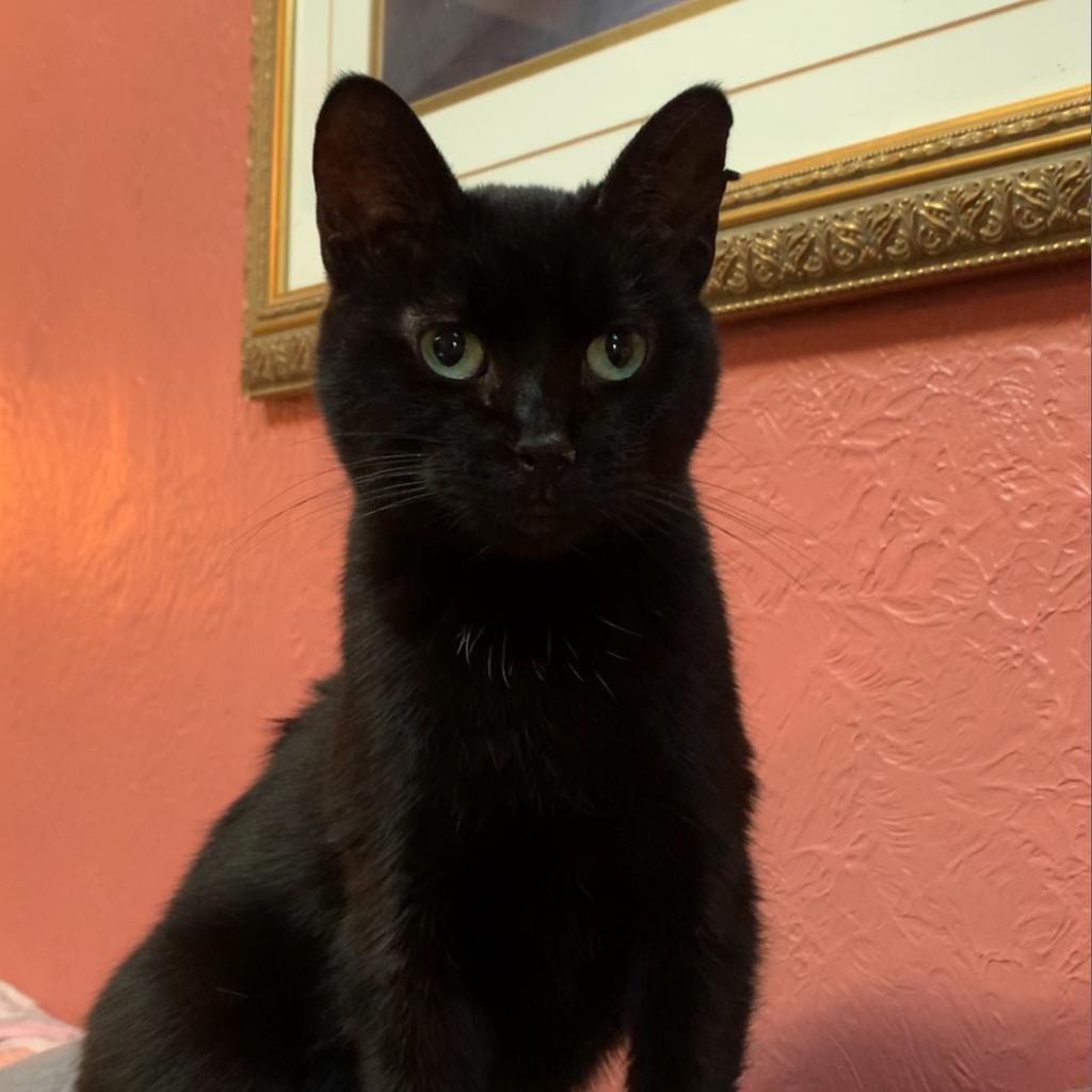 Luna, a Adoptable Domestic Short Hair in Greenfield, IN image 3/3