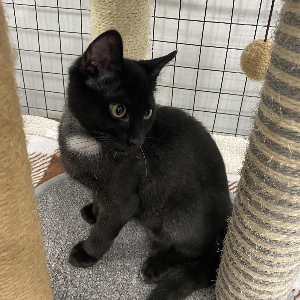 Cinder, a Adoptable Domestic Short Hair in Blairsville, GA image 1/6