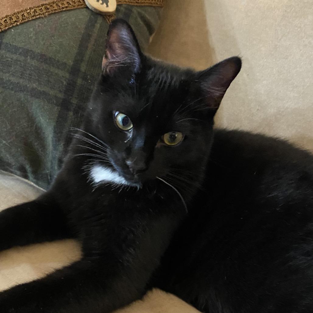 Cinder, a Adoptable Domestic Short Hair in Blairsville, GA image 3/6