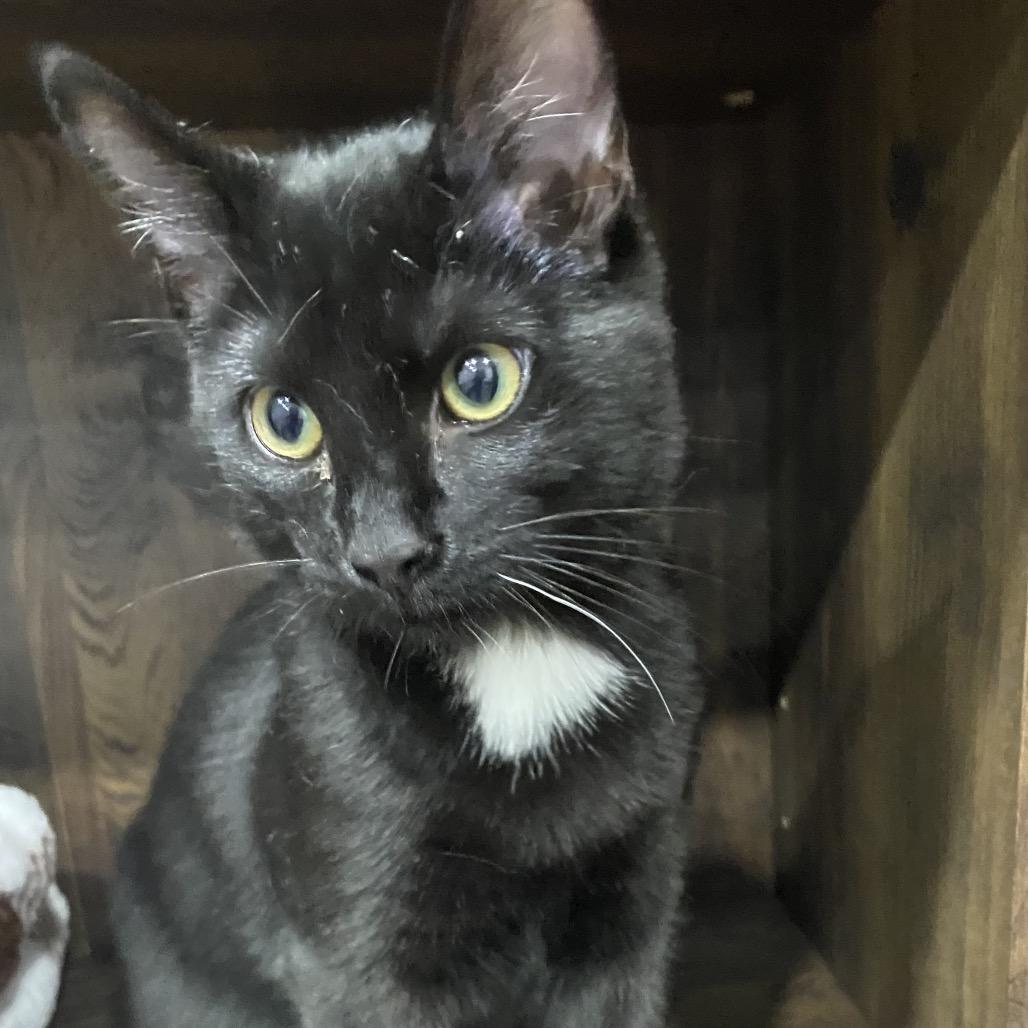 Cinder, a Adoptable Domestic Short Hair in Blairsville, GA image 4/6