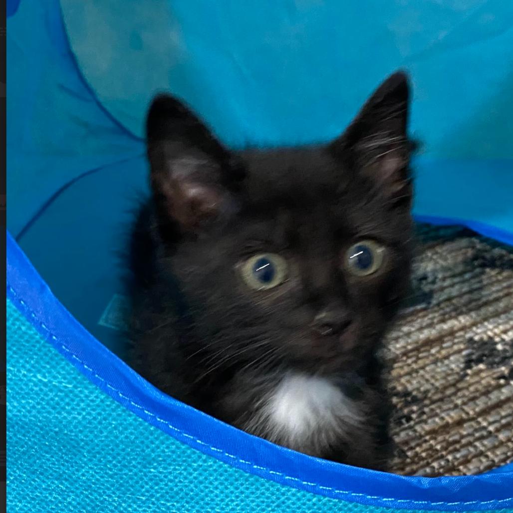 Cinder, a Adoptable Domestic Short Hair in Blairsville, GA image 5/6