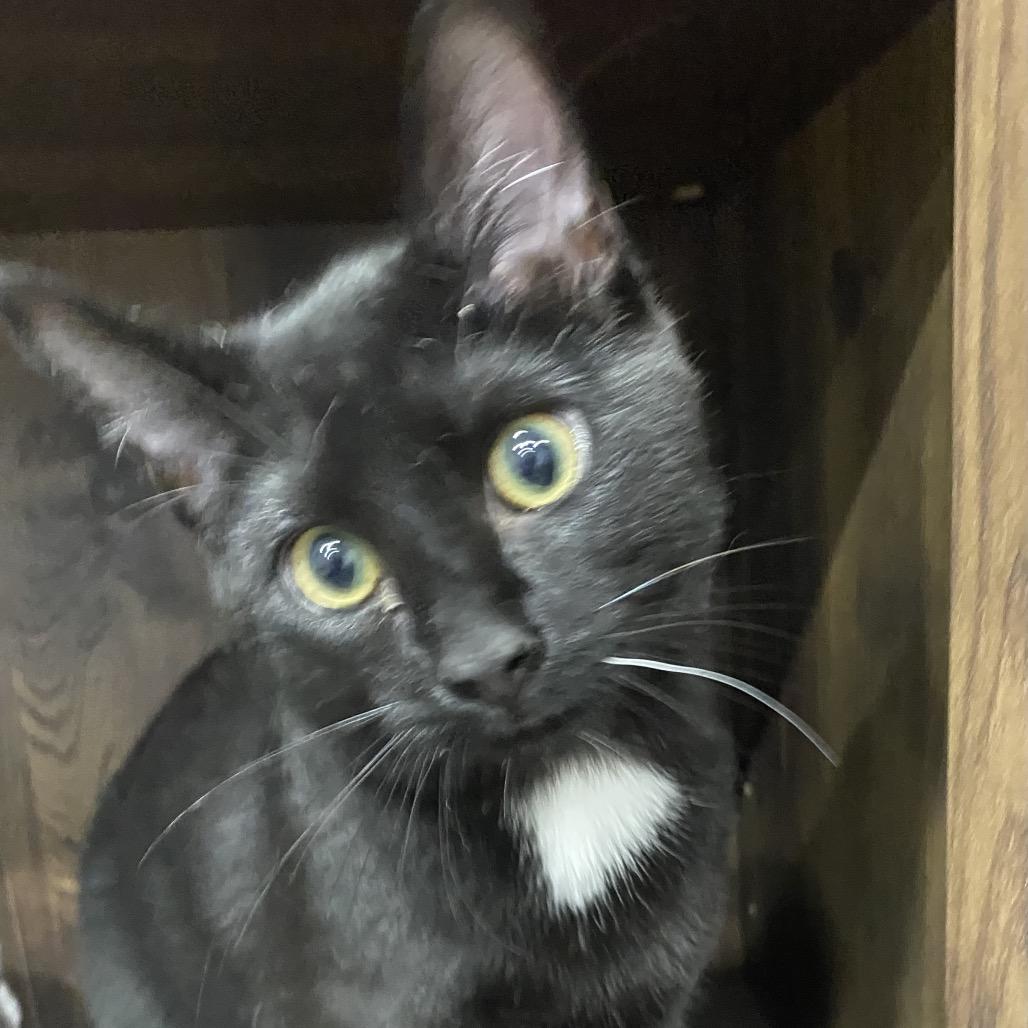 Cinder, a Adoptable Domestic Short Hair in Blairsville, GA image 6/6