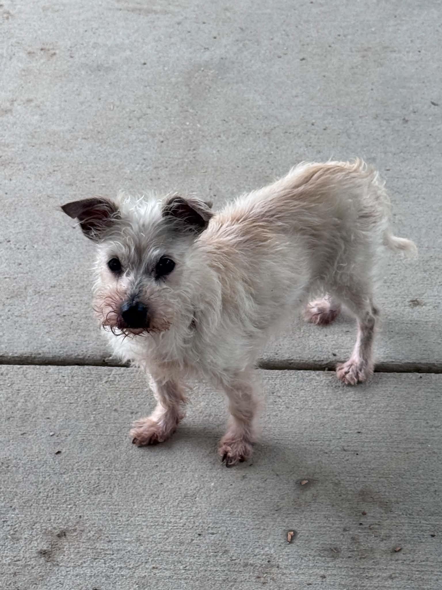 Enlarge chief, a ADOPTABLE Terrier in Tappahannock, VA image 1/1