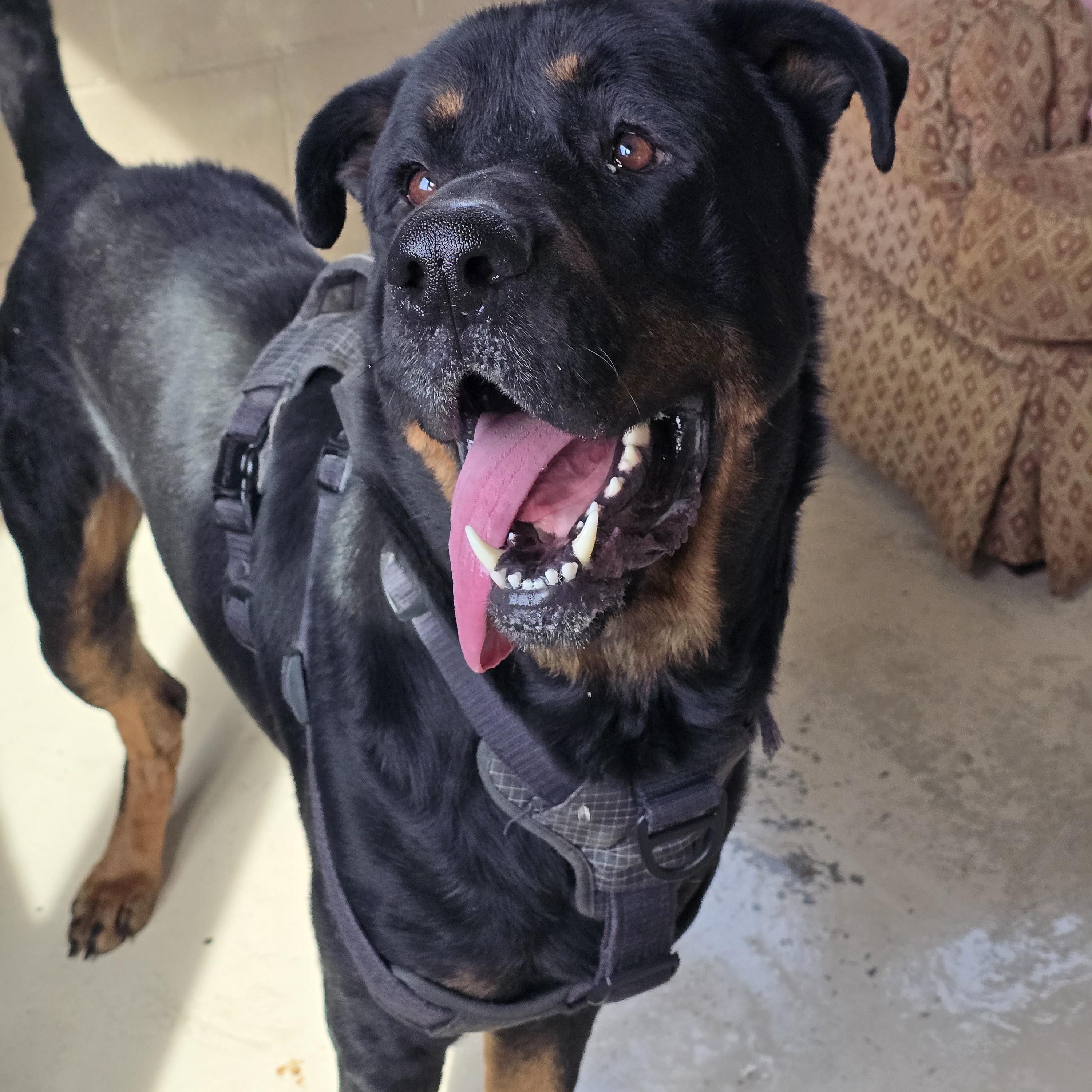 Enlarge Bear, a Adoptable Rottweiler in Dandridge, TN image 1/1