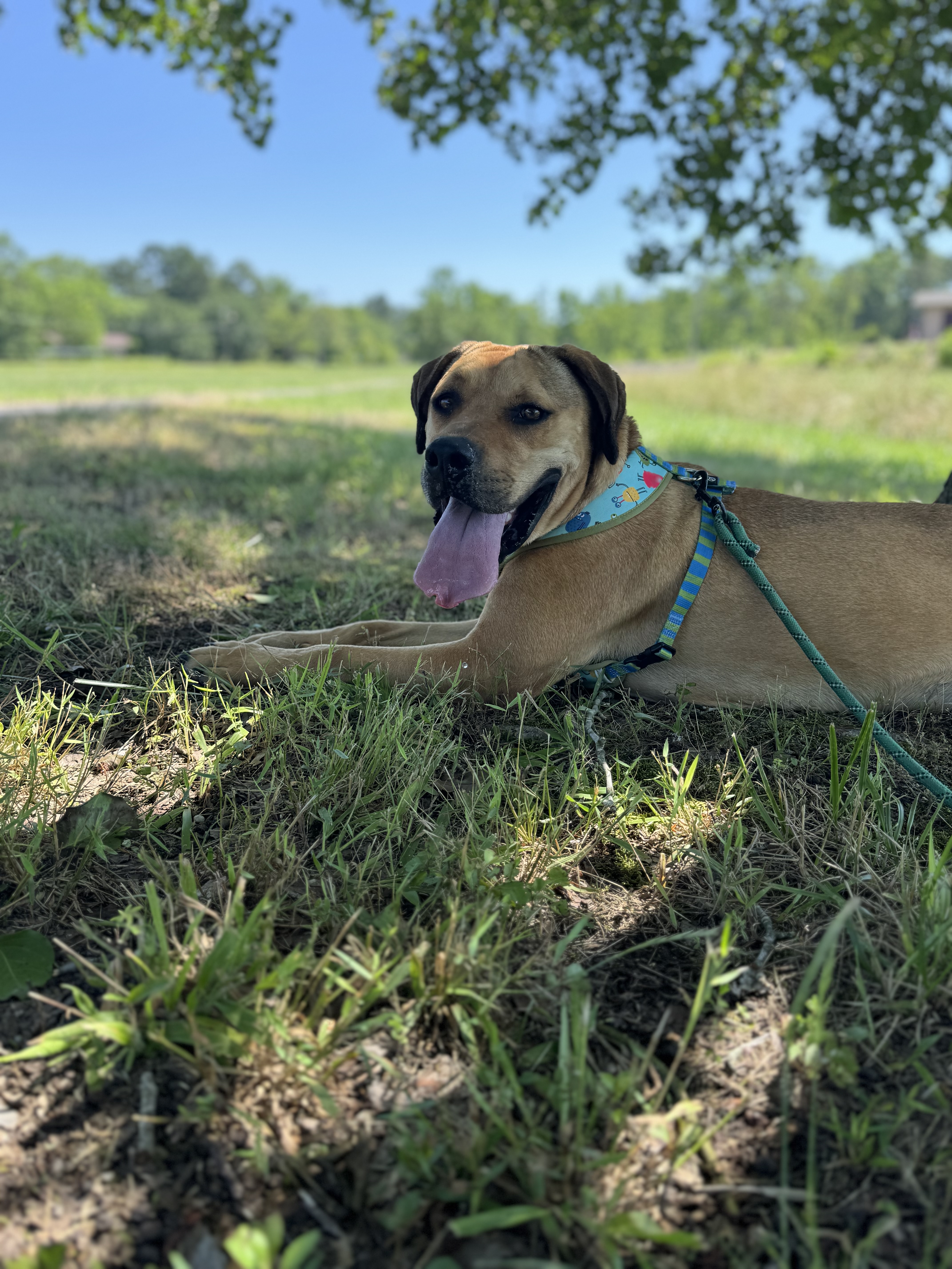 Enlarge Bruno, a Adoptable mixed breed in Glenwood, AR image 6/6