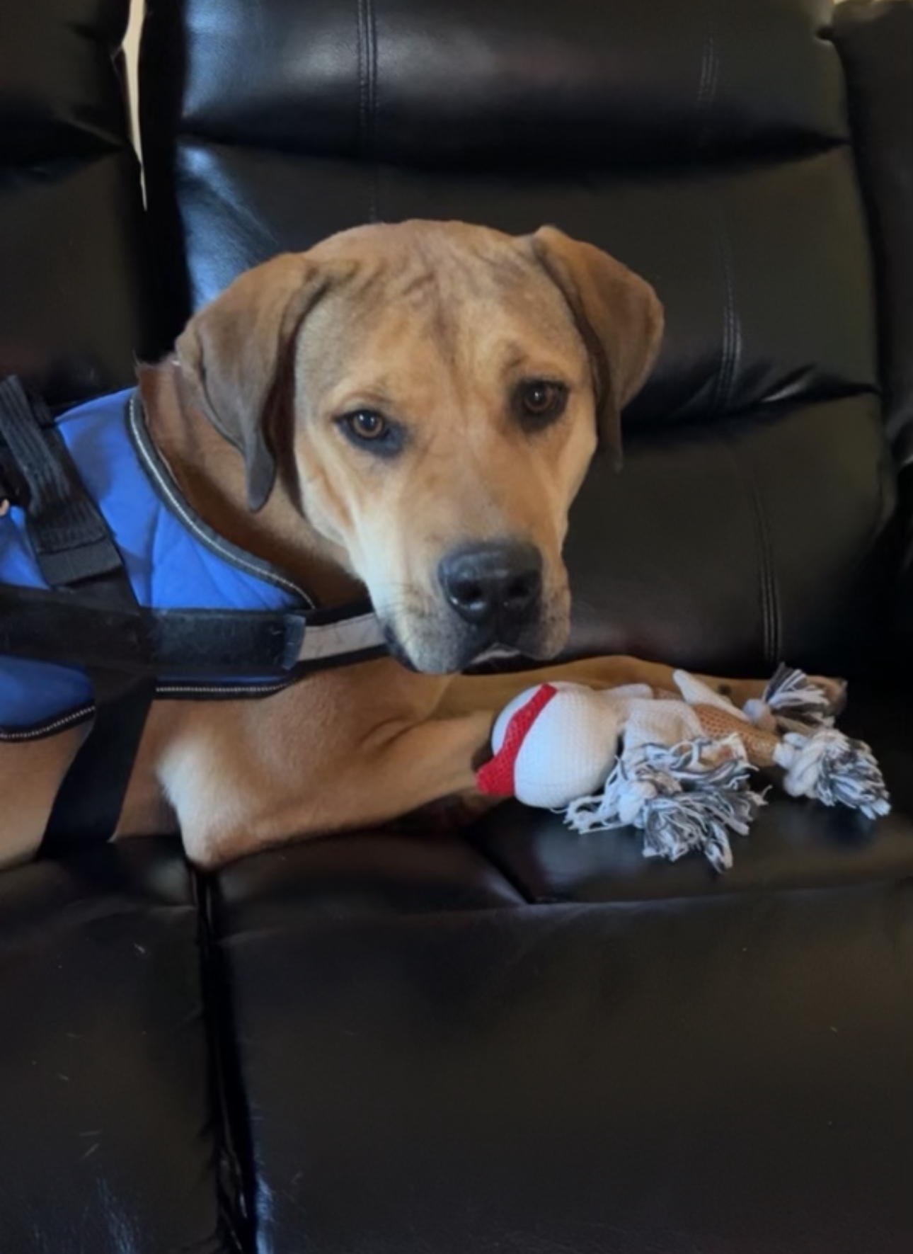 Bruno, Adoptable, Adult Male Pit Bull Terrier.