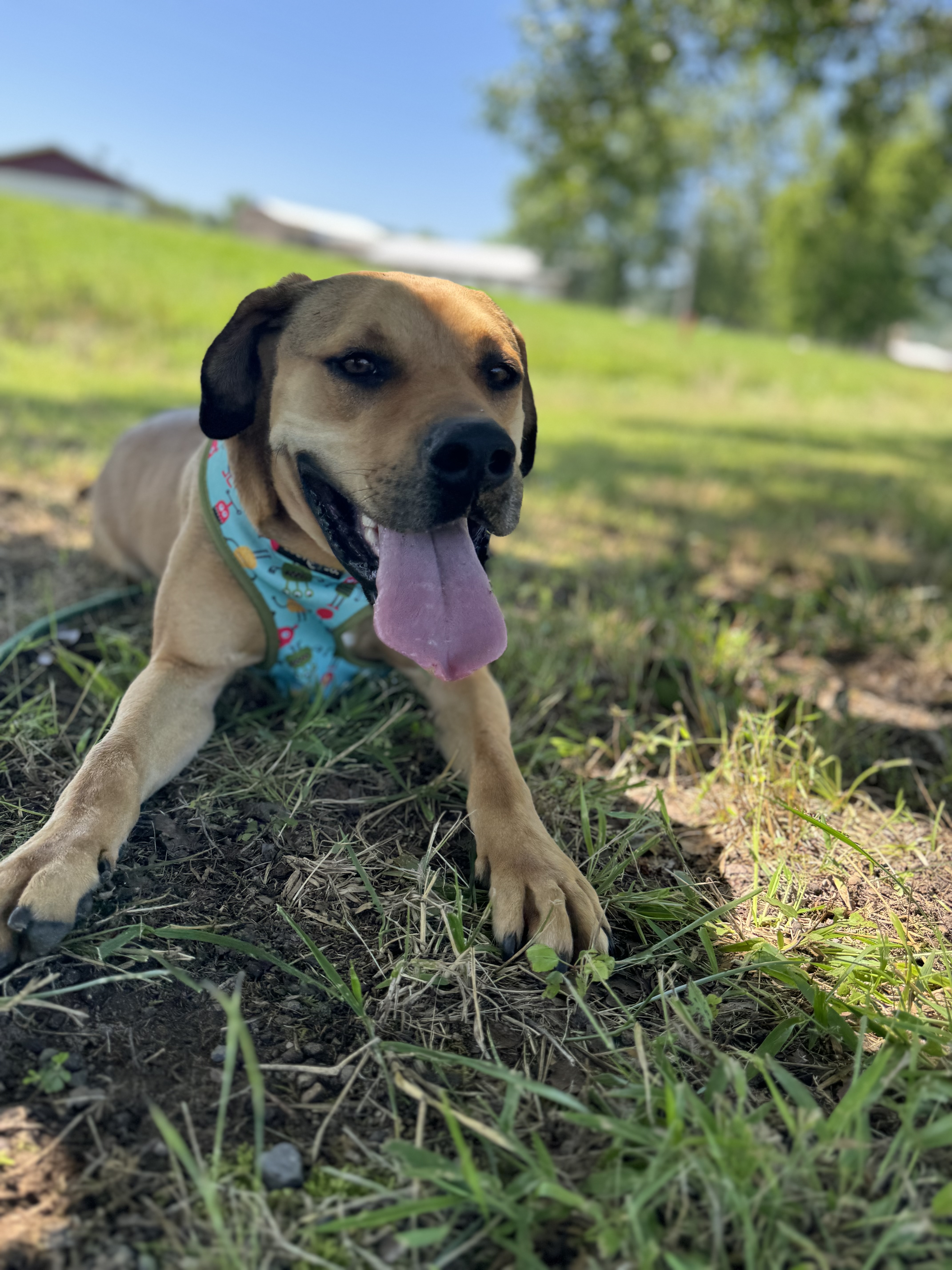 Enlarge Bruno, a Adoptable mixed breed in Glenwood, AR image 4/6