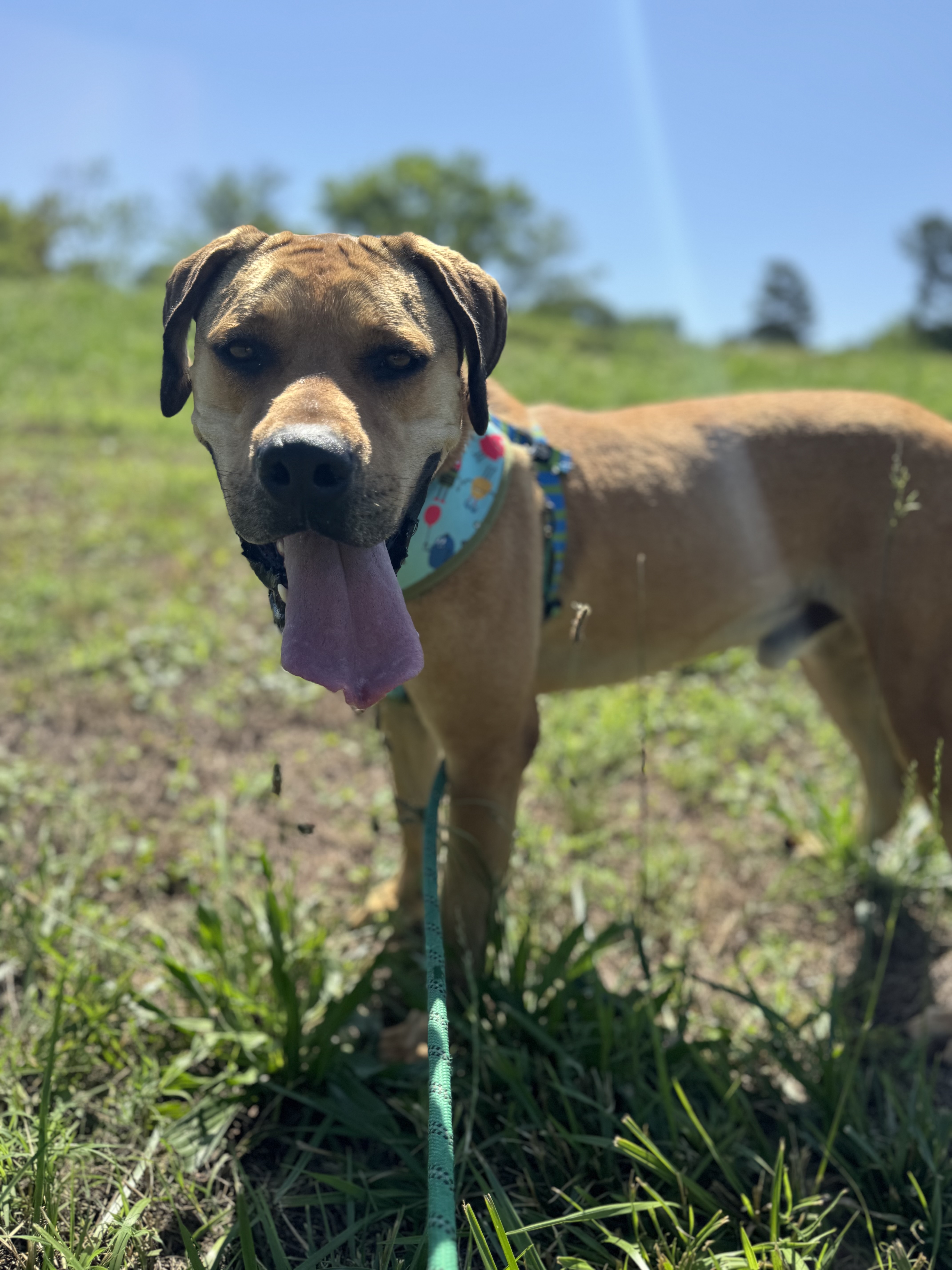 Enlarge Bruno, a Adoptable mixed breed in Glenwood, AR image 2/6