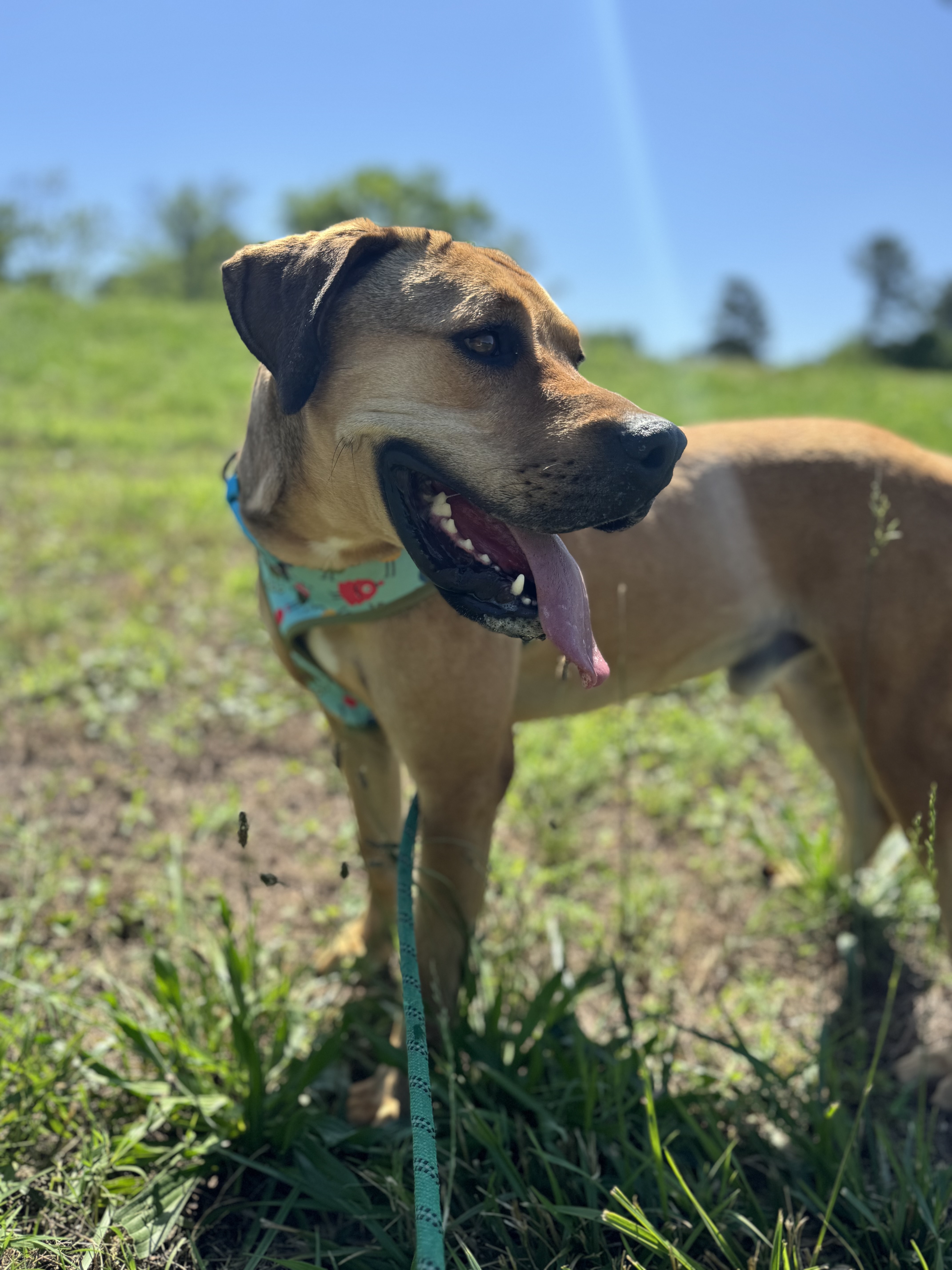 Enlarge Bruno, a Adoptable mixed breed in Glenwood, AR image 5/6