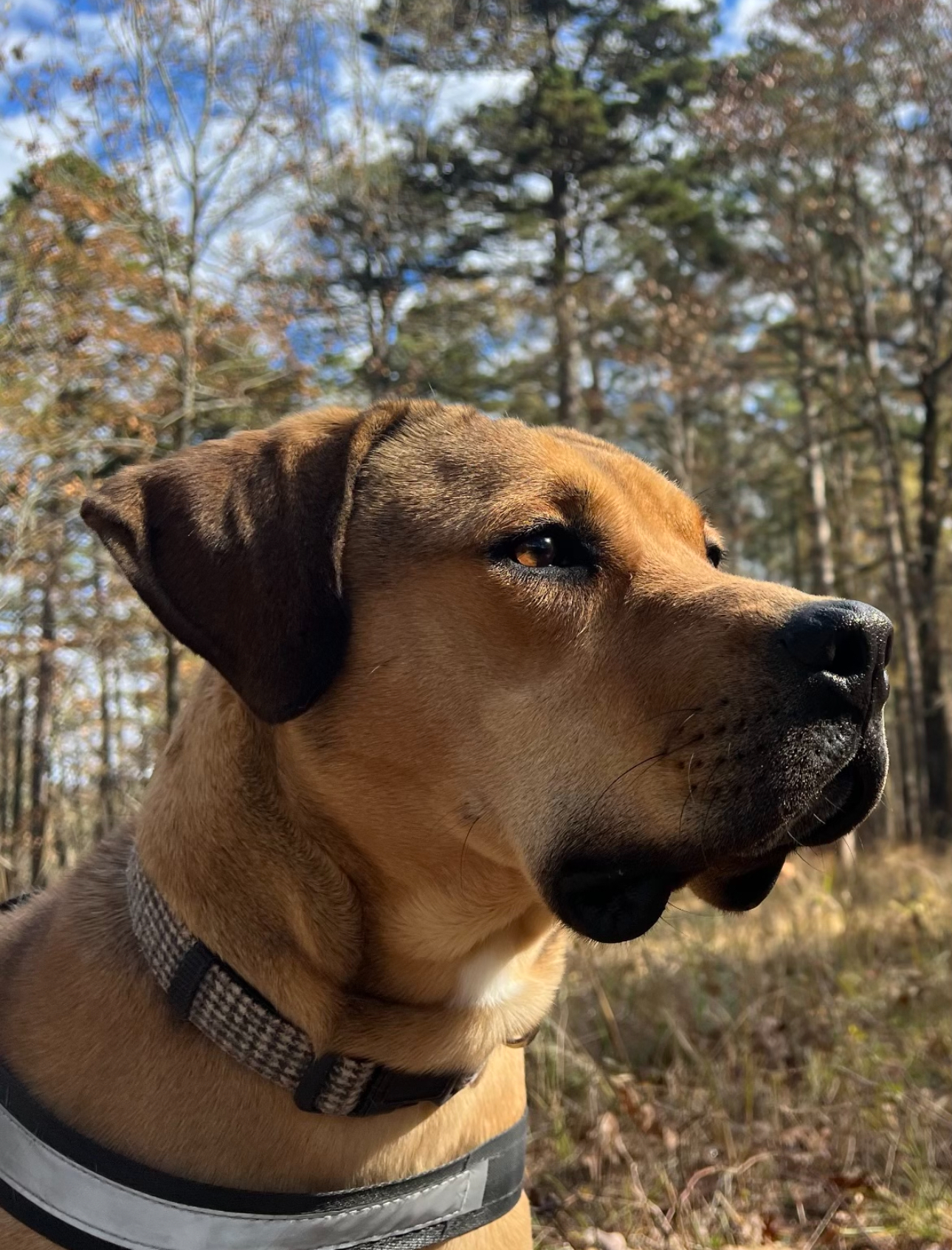 Enlarge Bruno, a Adoptable mixed breed in Glenwood, AR image 3/6