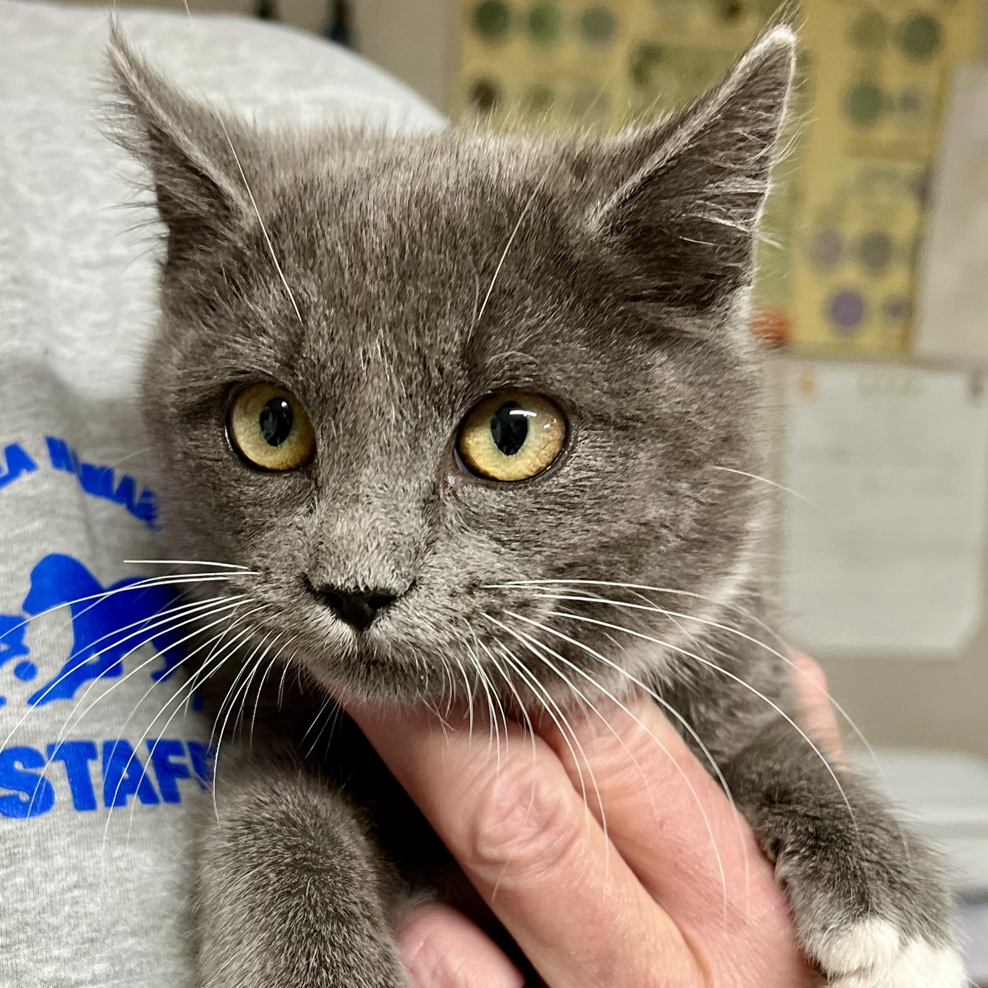 Mc Muffin, adopted, Kitten Female Domestic Short Hair.