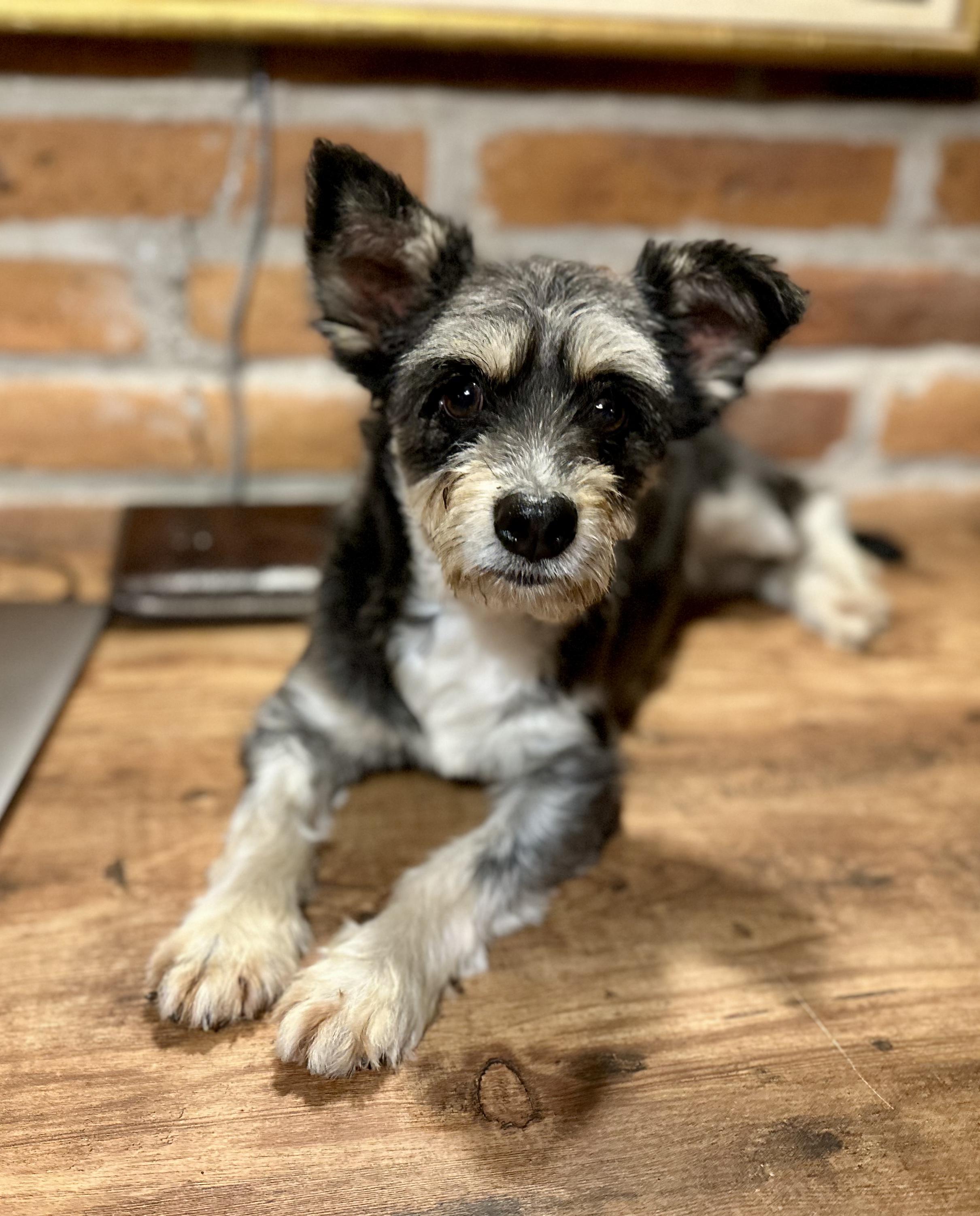 Enlarge Mitzi, a Adopted mixed breed in Encino, CA image 1/4