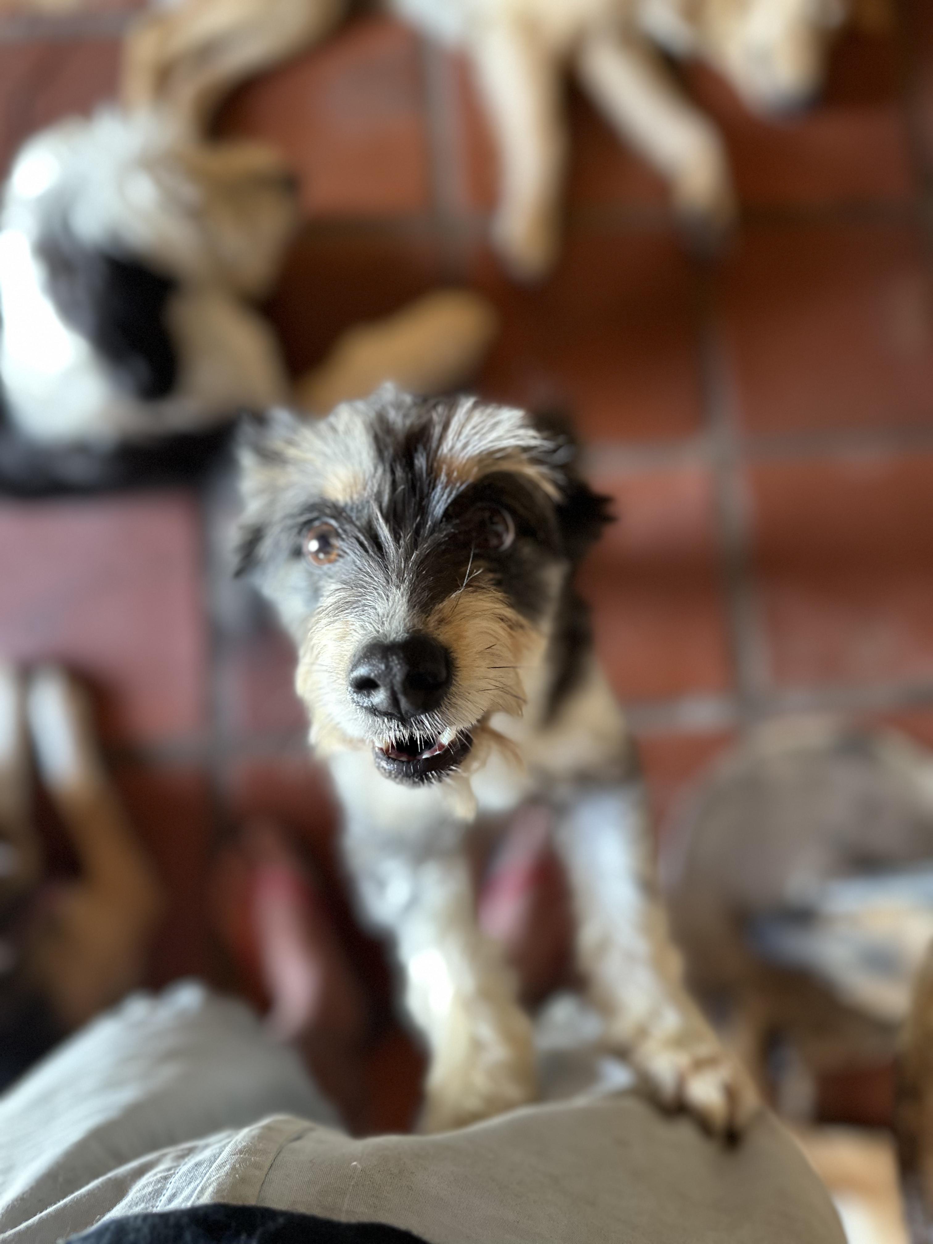 Enlarge Mitzi, a Adopted mixed breed in Encino, CA image 2/4