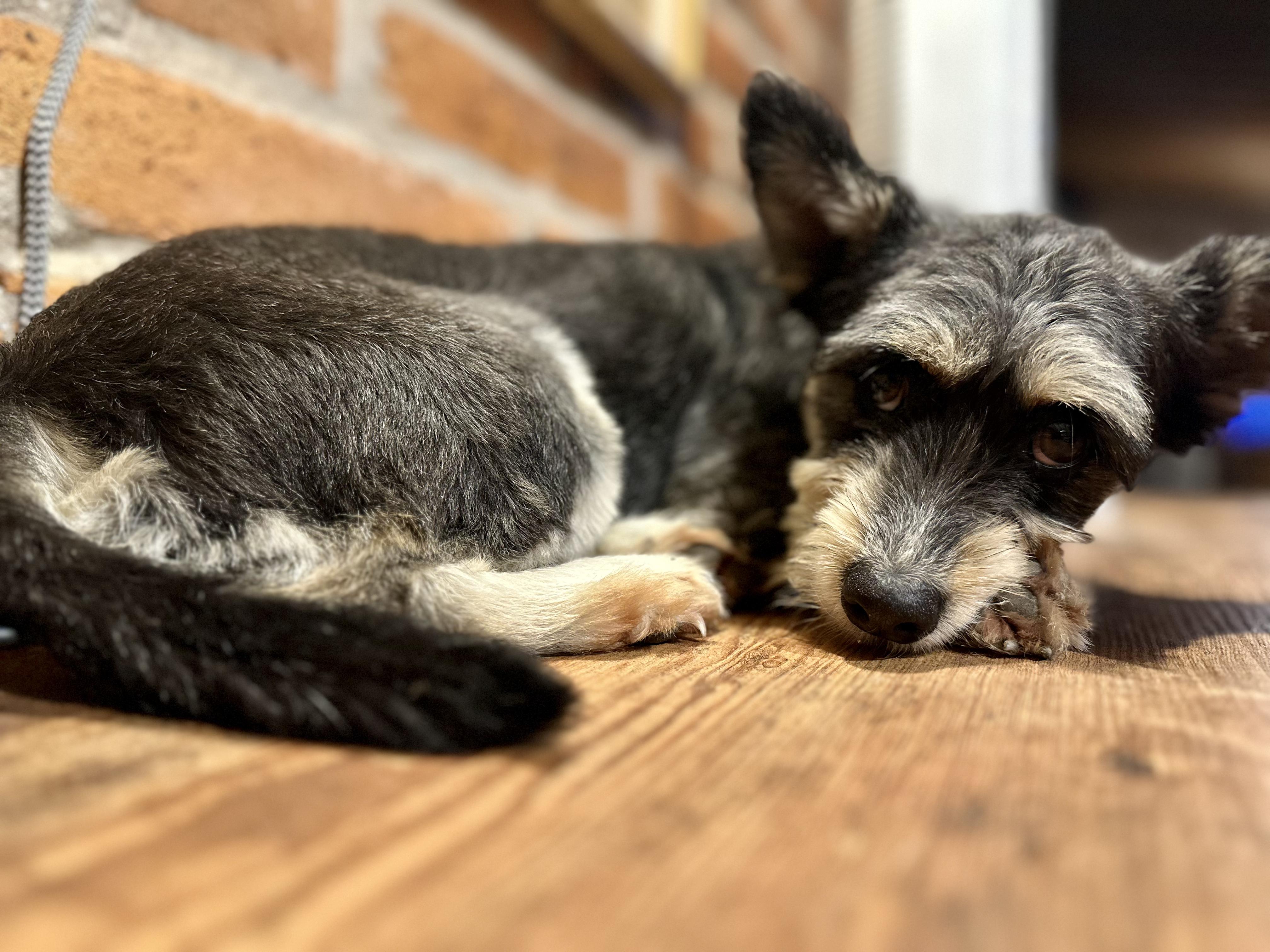 Enlarge Mitzi, a Adopted mixed breed in Encino, CA image 3/4