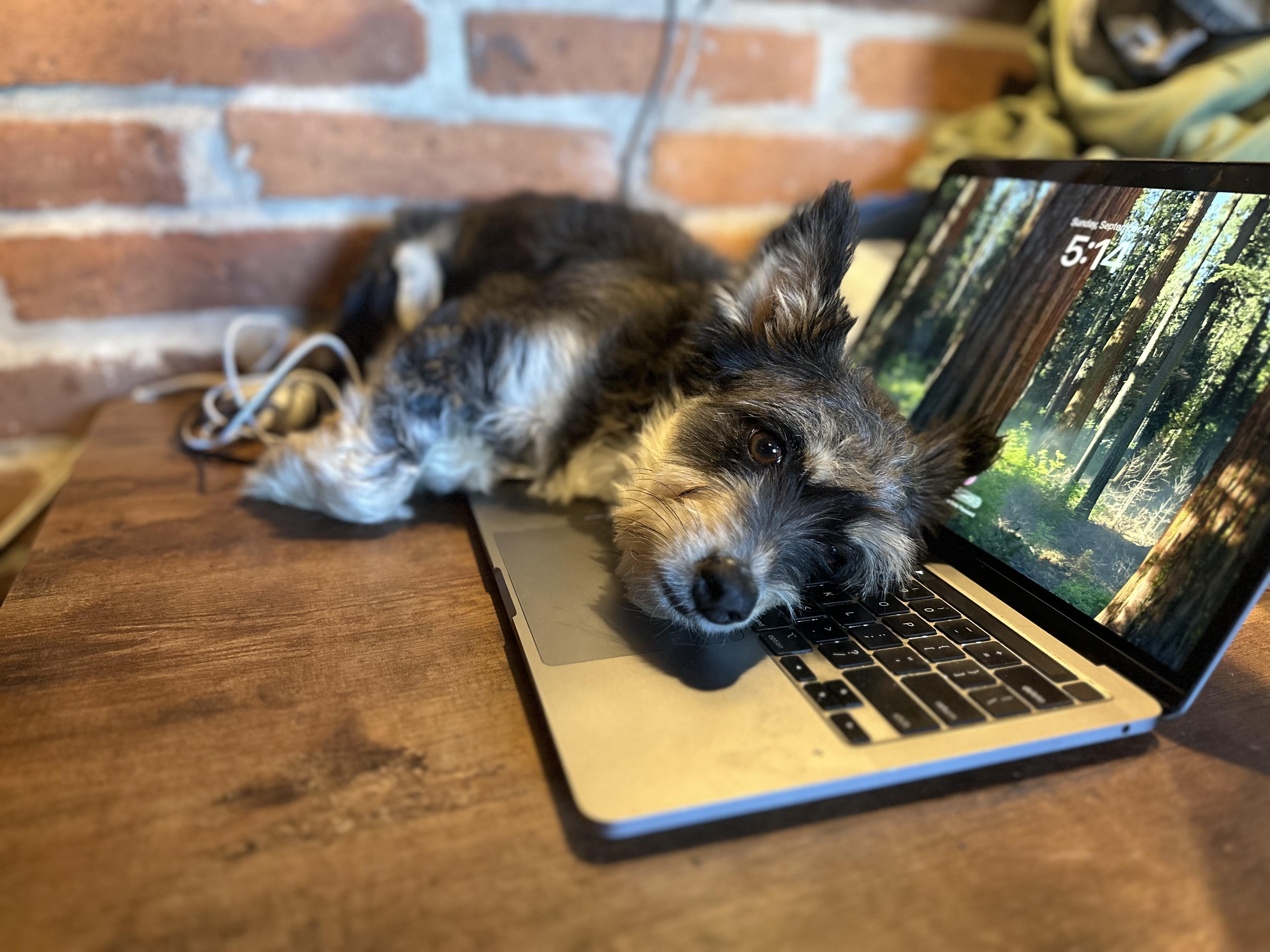 Enlarge Mitzi, a Adopted mixed breed in Encino, CA image 4/4