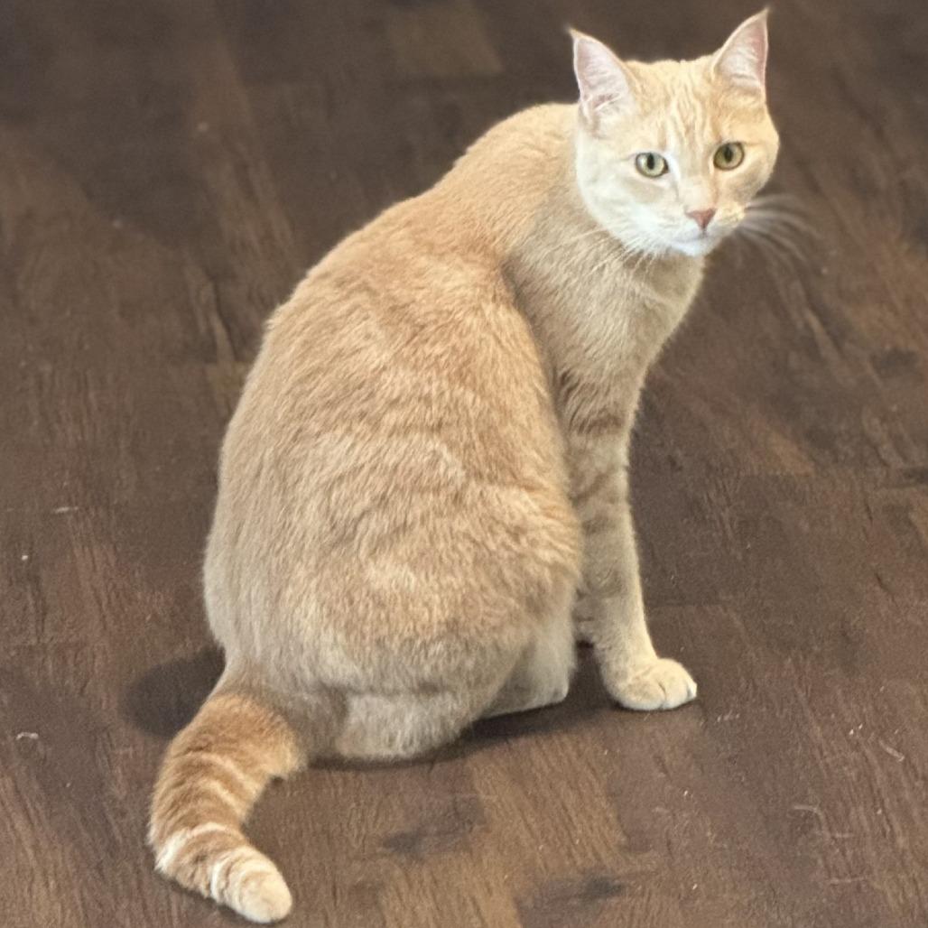 Nala, a Adoptable Domestic Short Hair in TITUSVILLE, FL image 1/2