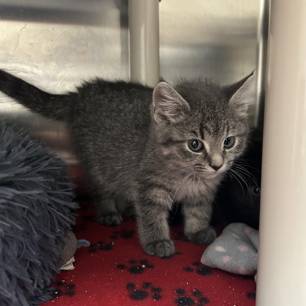 Gussie, a Adoptable Domestic Medium Hair image 1/4