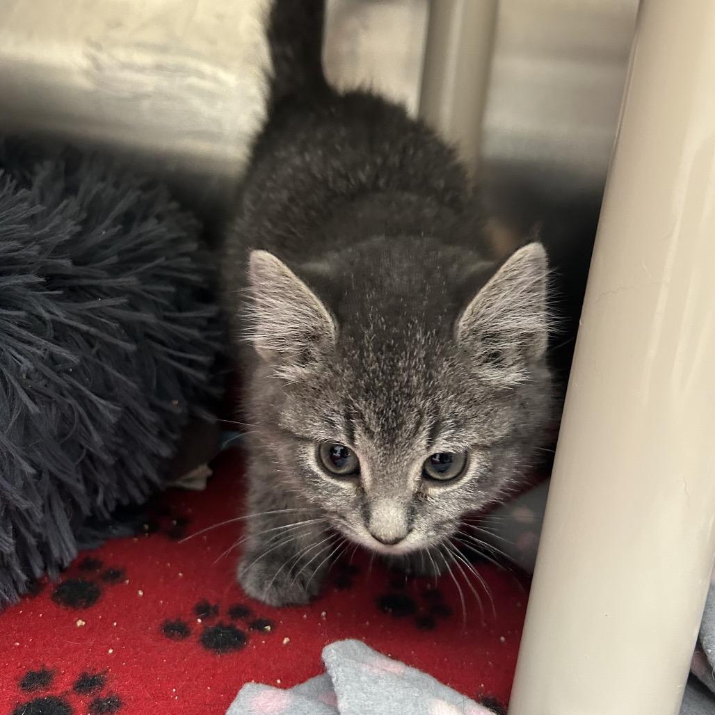 Gussie, a Adoptable Domestic Medium Hair image 3/4