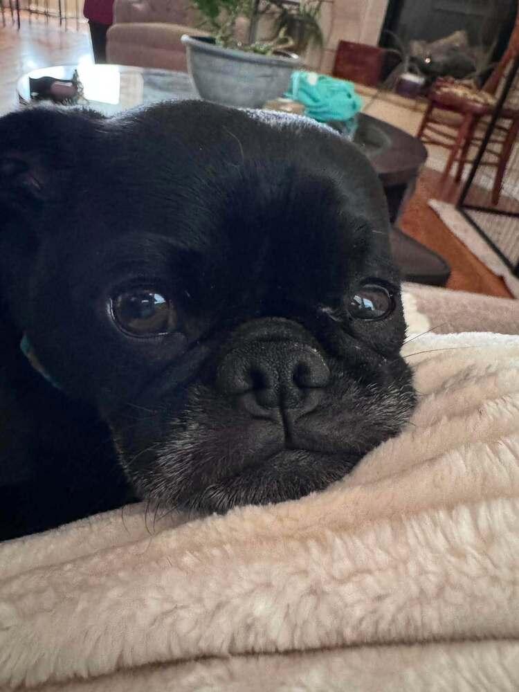 Koda, Adoptable, Adult Male Pug.