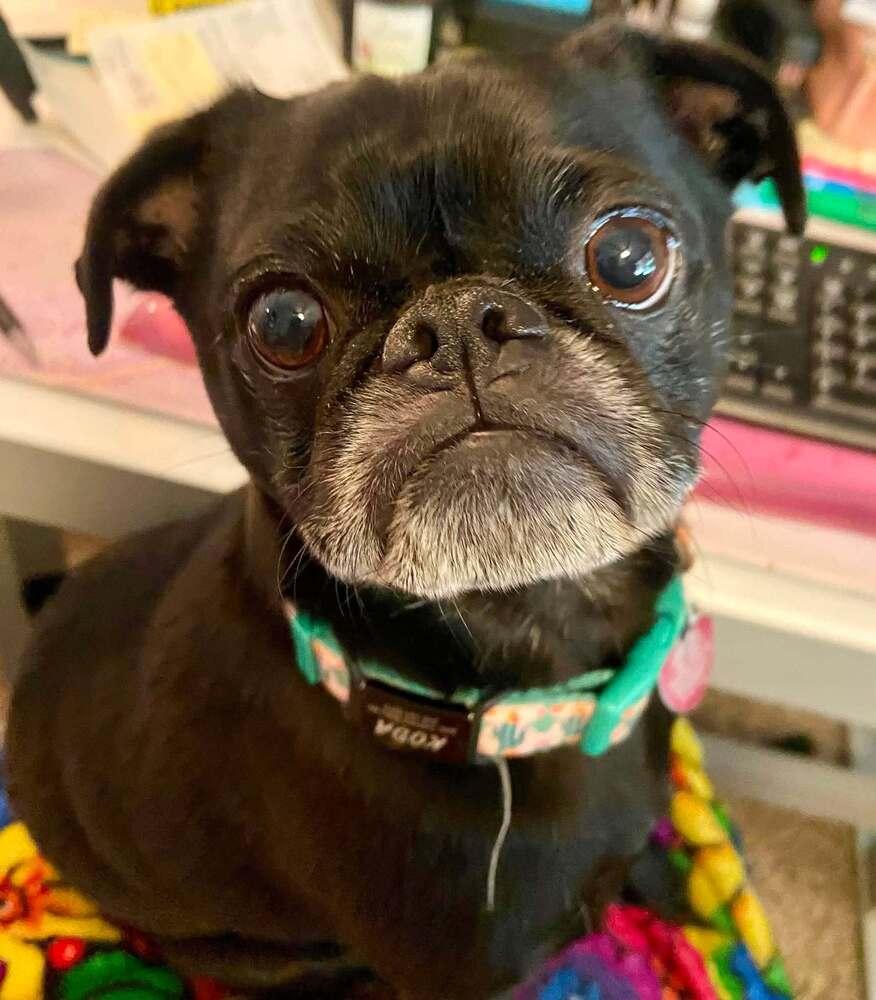 Koda, a Adoptable Pug in Eagle, ID image 2/2