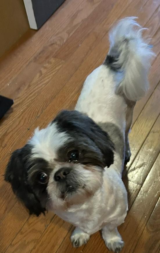 Prince, Adopted, Adult Male Shih Tzu.