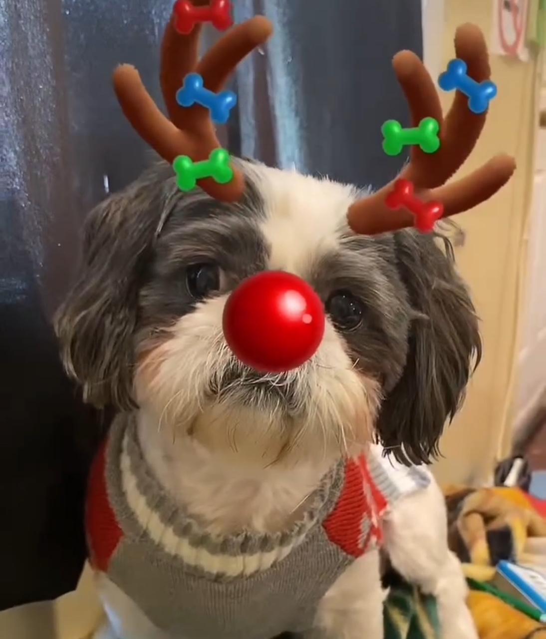 Enlarge Prince, a Adopted Shih Tzu in Springfield, VA image 2/2