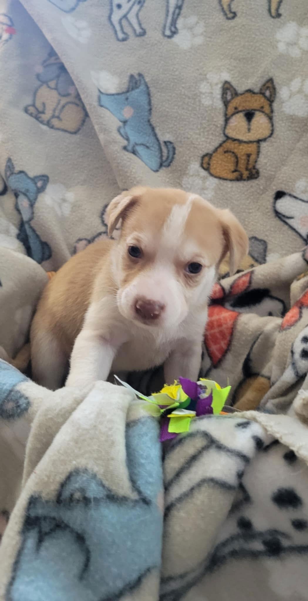 Enlarge Lumi, a Adoptable Pit Bull Terrier in Saint Paul, MN image 1/2