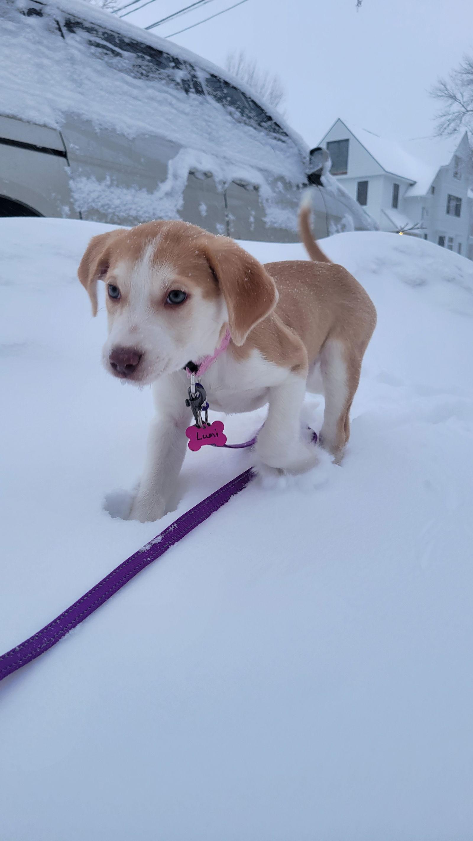 Lumi, Adoptable, Puppy Female Australian Cattle Dog / Blue Heeler.
