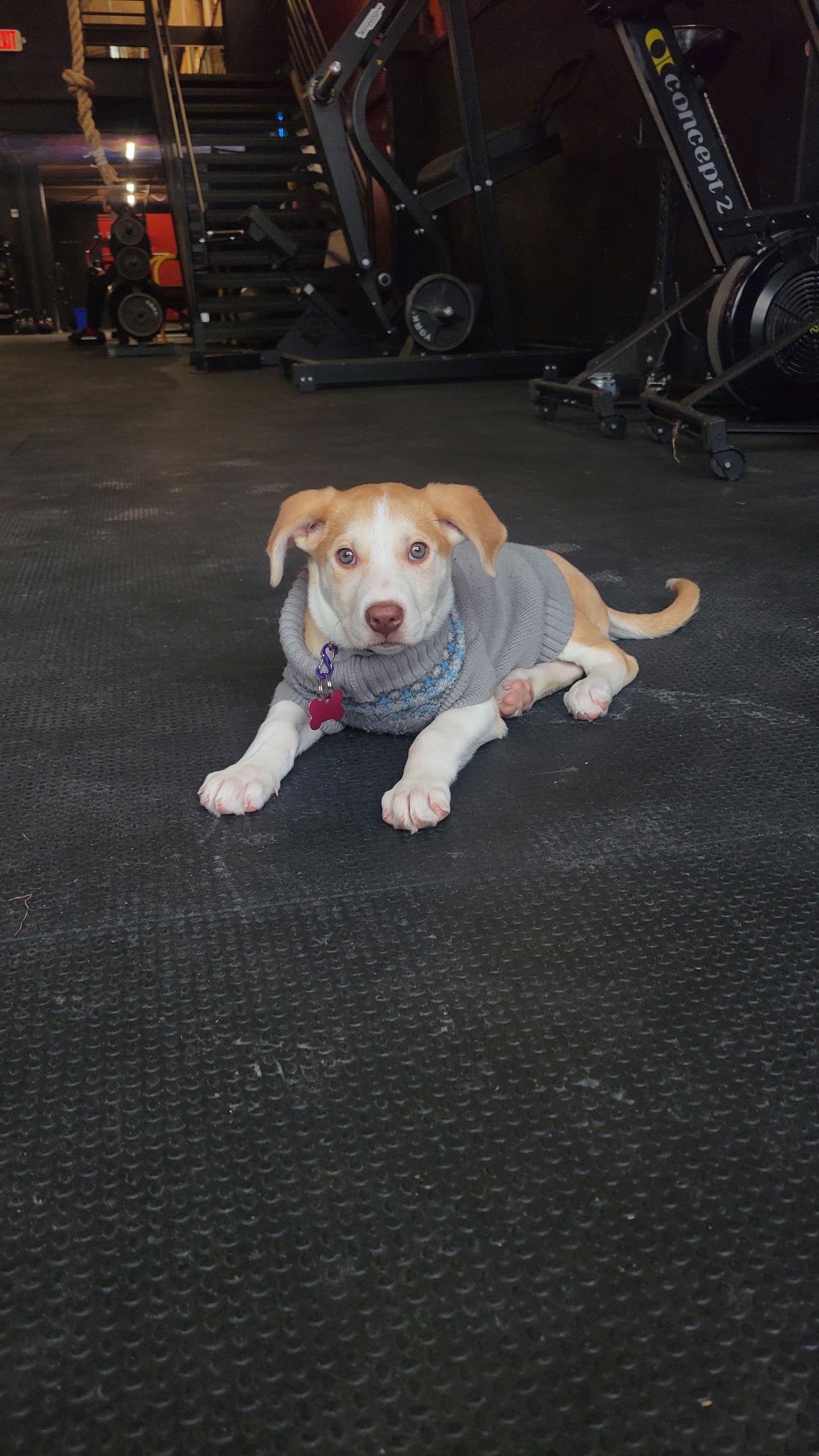 Lumi, a Adoptable Pit Bull Terrier in Saint Paul, MN image 3/3