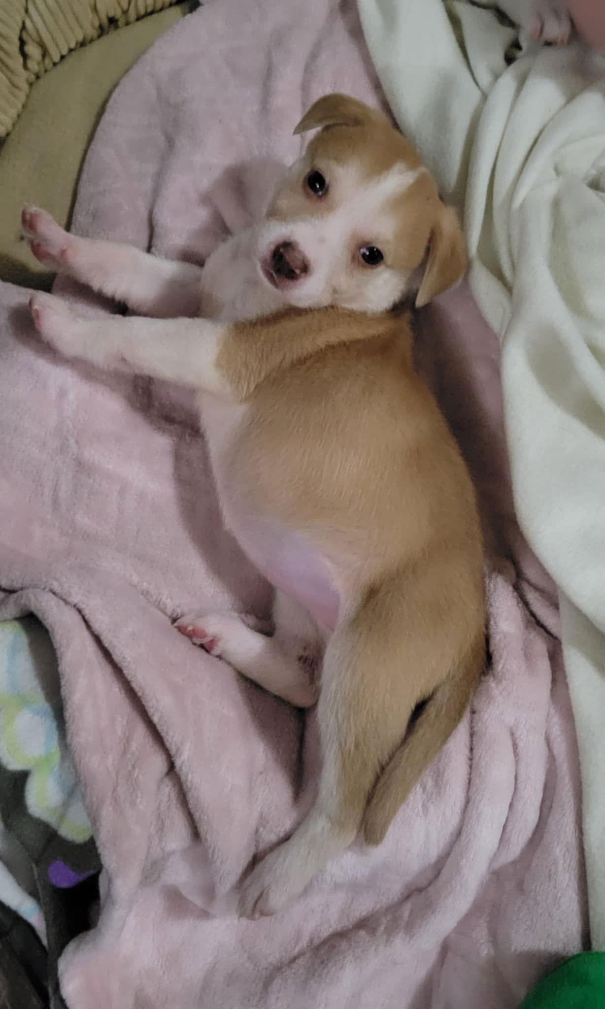 Enlarge Lumi, a Adoptable Pit Bull Terrier in Saint Paul, MN image 2/2