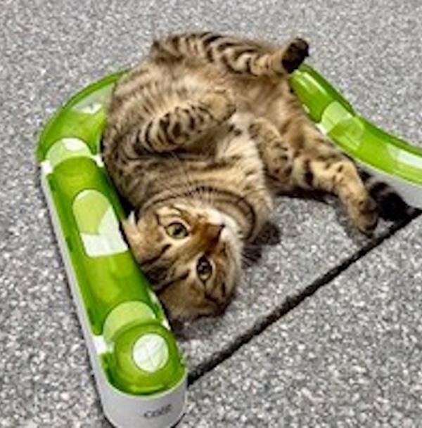 Enlarge NERVANA, an adopted Scottish Fold in Madison, WI image 3/6