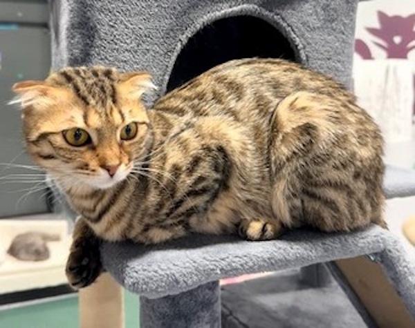 Enlarge NERVANA, an adopted Scottish Fold in Madison, WI image 5/6