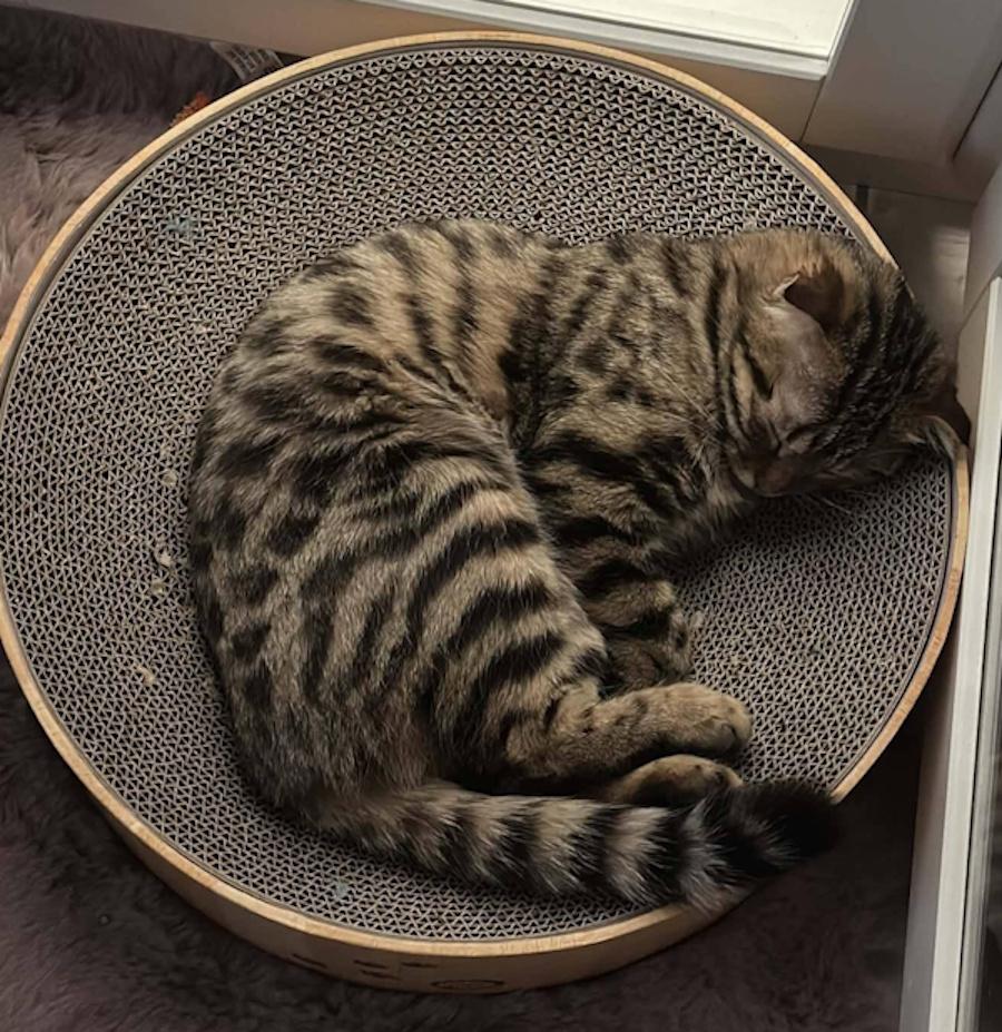 Enlarge NERVANA, an adopted Scottish Fold in Madison, WI image 2/6