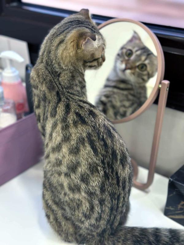 Enlarge NERVANA, an adopted Scottish Fold in Madison, WI image 1/6