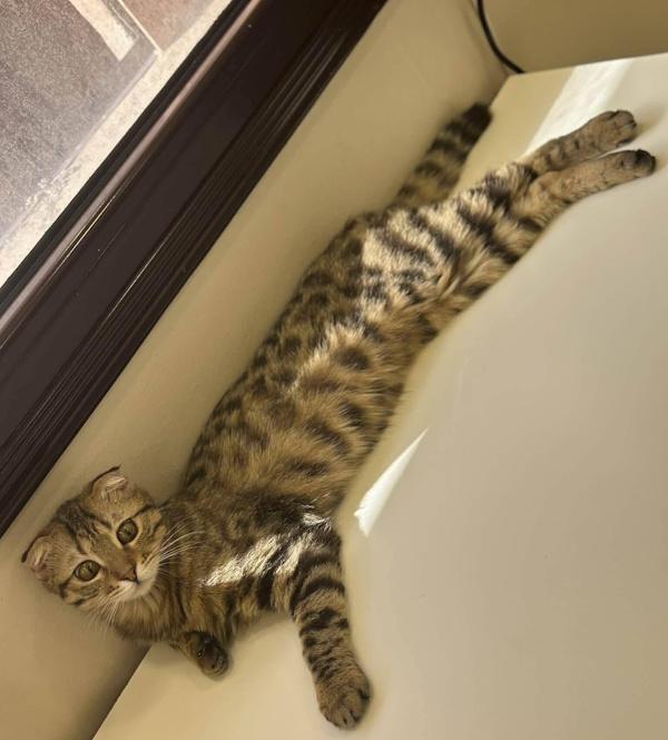 Enlarge NERVANA, an adopted Scottish Fold in Madison, WI image 6/6