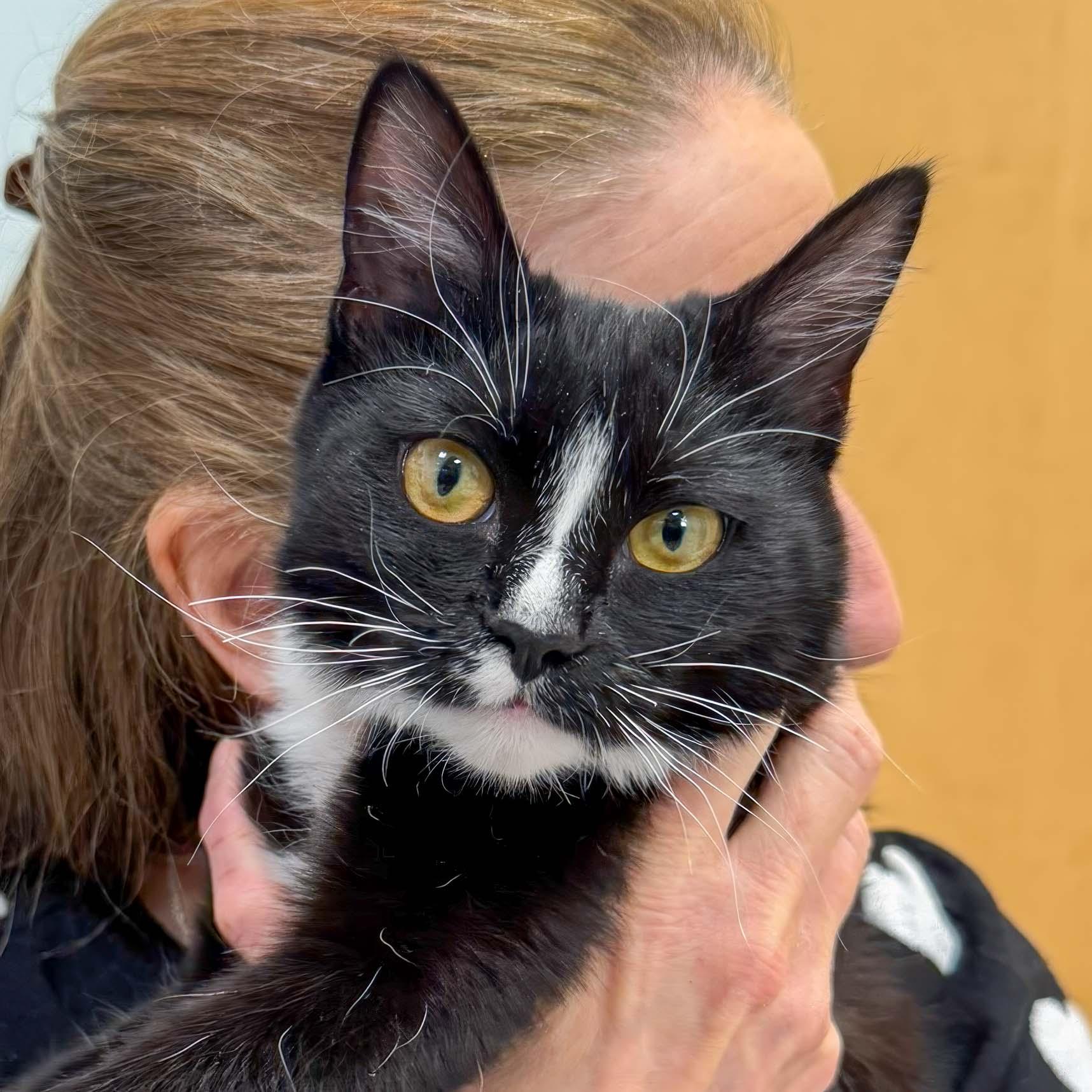 Gertie, ADOPTABLE, Young Female Domestic Short Hair.