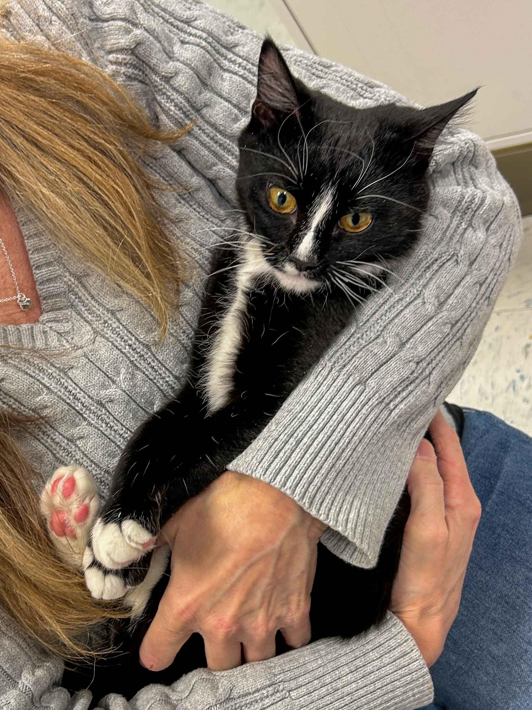 Enlarge Gertie, a ADOPTABLE Domestic Short Hair in Stamford, CT image 3/5