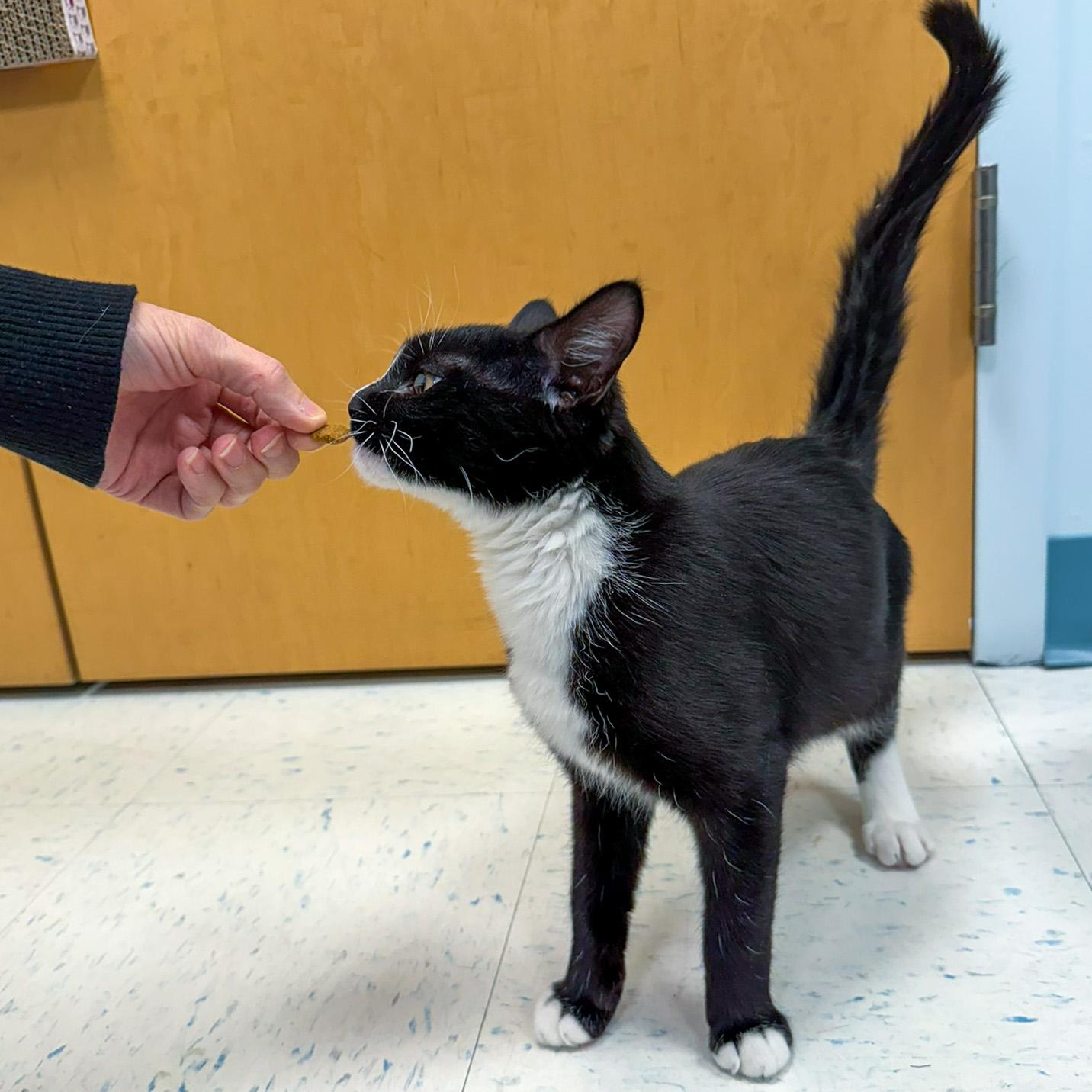 Enlarge Gertie, a ADOPTABLE Domestic Short Hair in Stamford, CT image 2/5