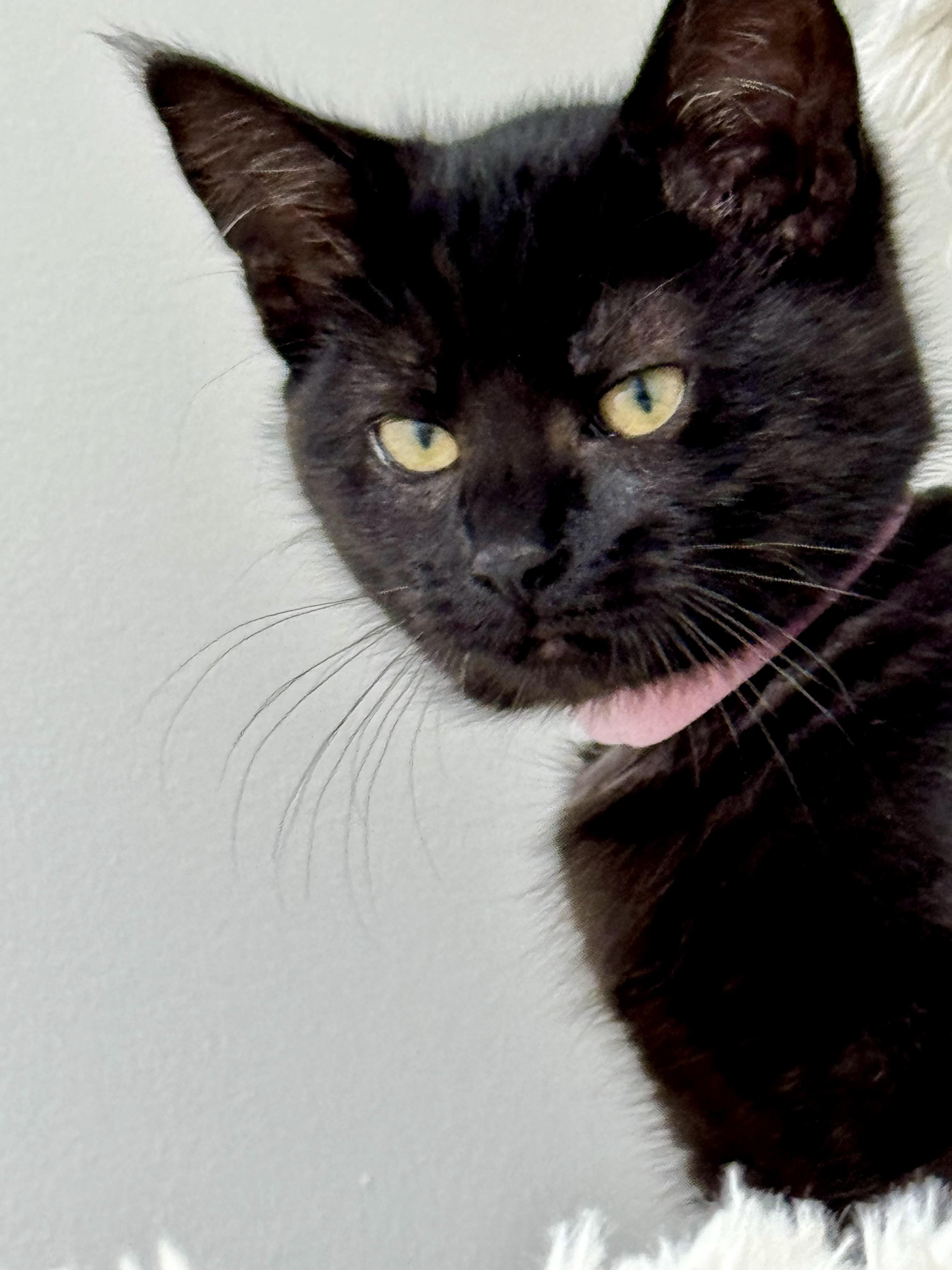 Enlarge Sarafina, sweet & spunky baby beauty., a Adopted mixed breed in Bonney Lake, WA image 3/6