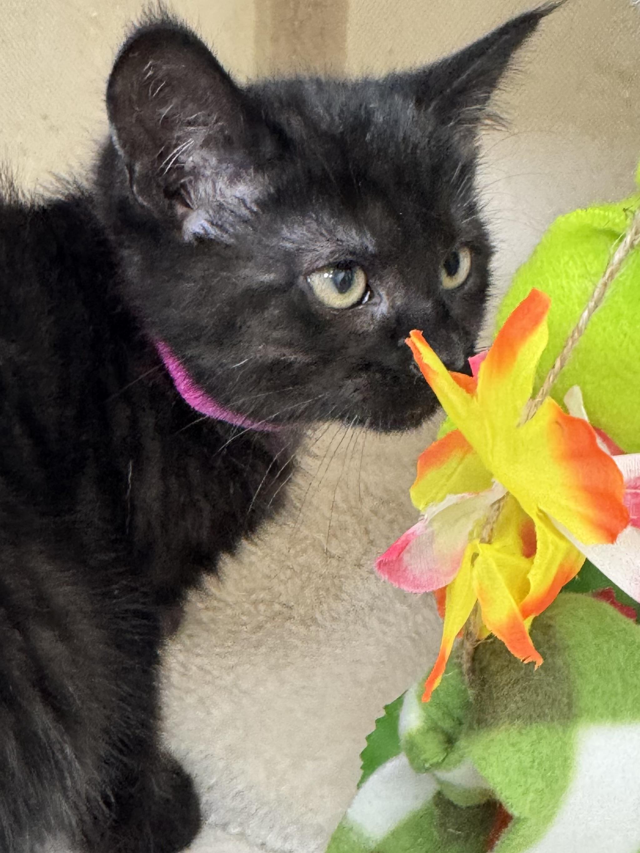 Enlarge Sarafina, sweet & spunky baby beauty., a Adopted mixed breed in Bonney Lake, WA image 2/6