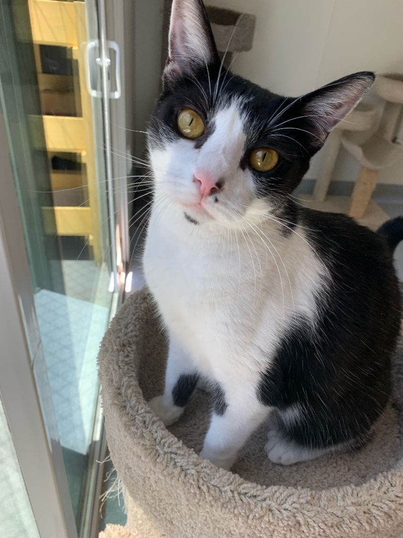 Enlarge Scarlet, a Adoptable Domestic Short Hair in El Cajon, CA image 1/13