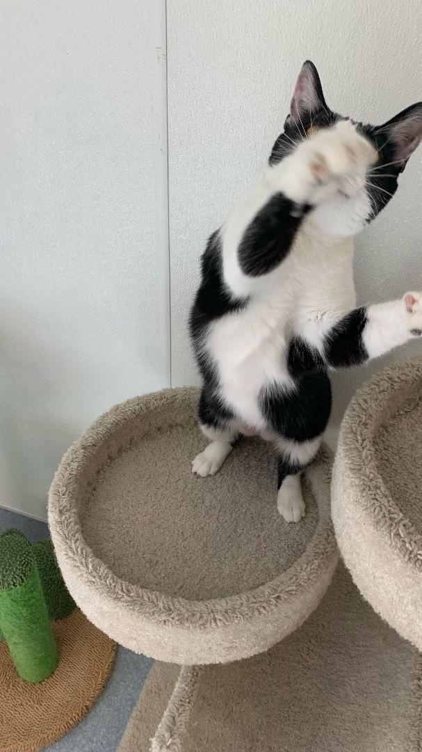 Enlarge Scarlet, a Adoptable Domestic Short Hair in El Cajon, CA image 2/13