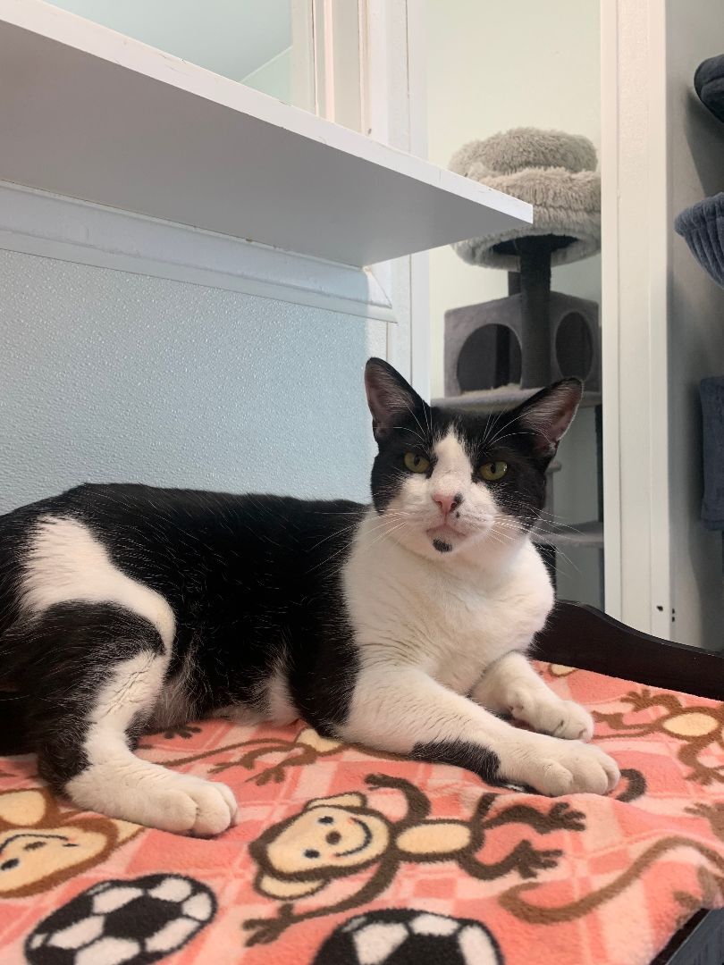 Scarlet, Adoptable, Young Female Domestic Short Hair.