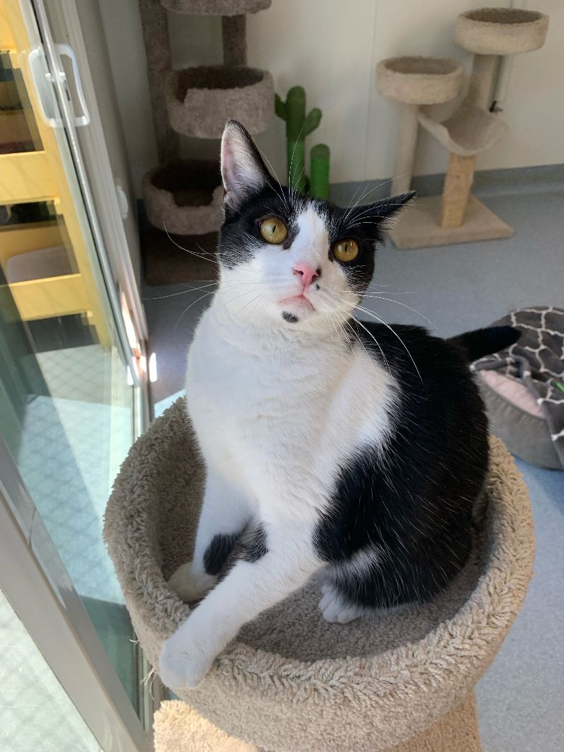 Enlarge Scarlet, a Adoptable Domestic Short Hair in El Cajon, CA image 4/13