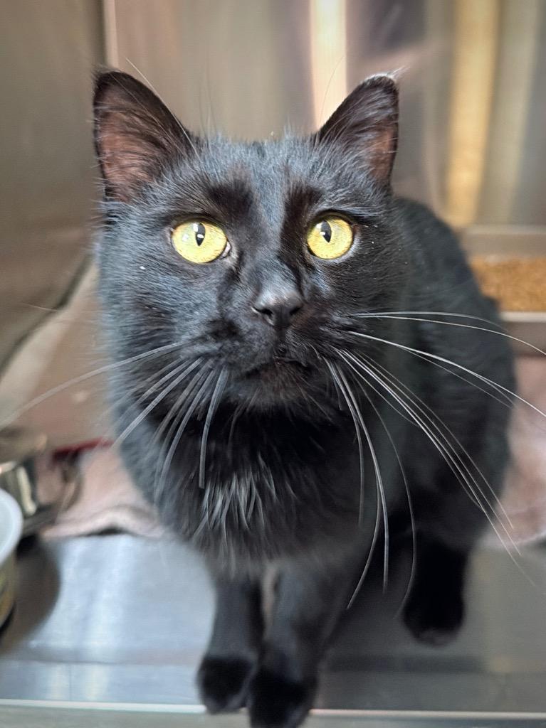 Enlarge Nyx, a Adoptable mixed breed in Menomonie, WI image 1/3