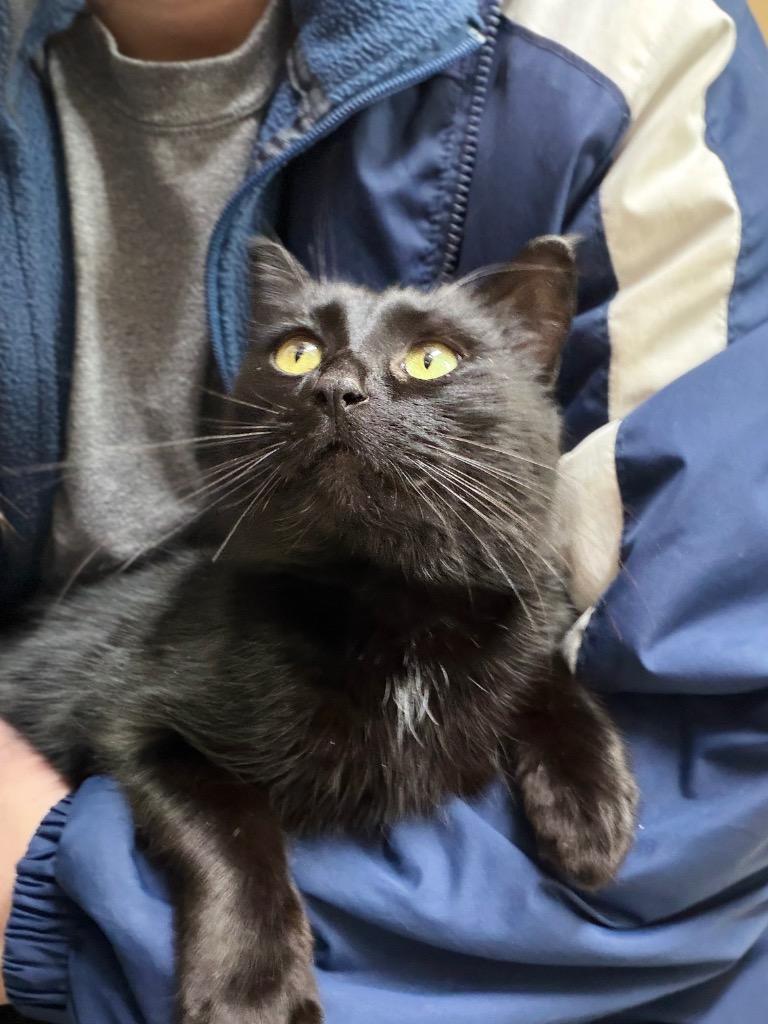 Enlarge Nyx, a Adoptable mixed breed in Menomonie, WI image 2/3