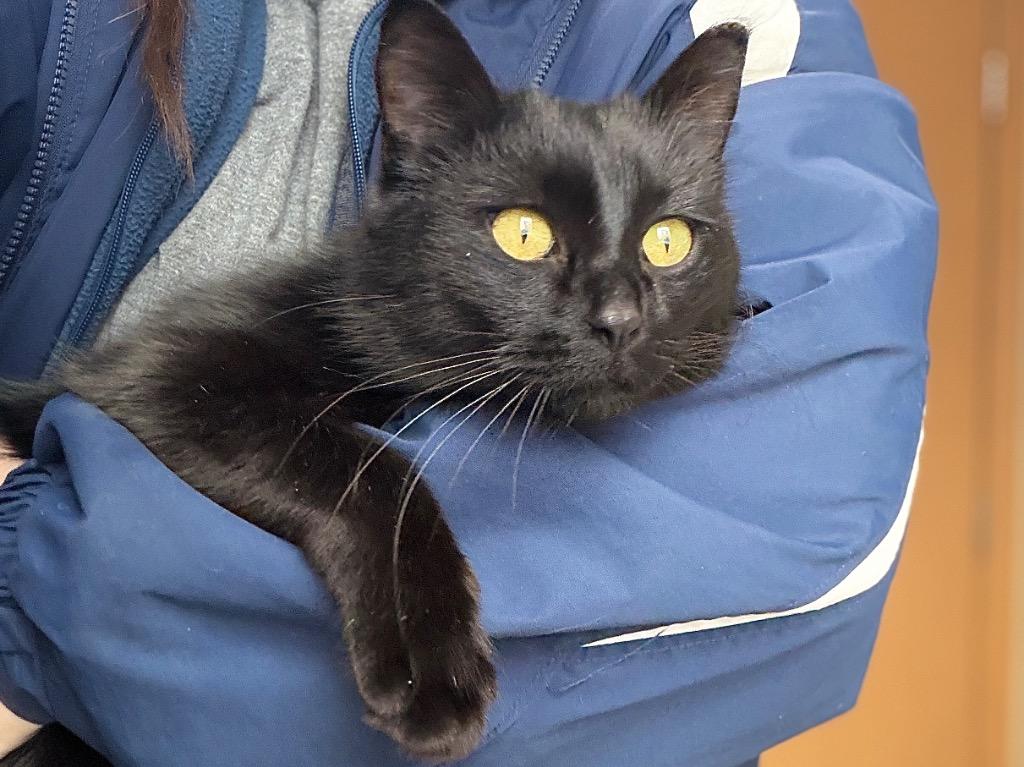 Enlarge Nyx, a Adoptable mixed breed in Menomonie, WI image 3/3