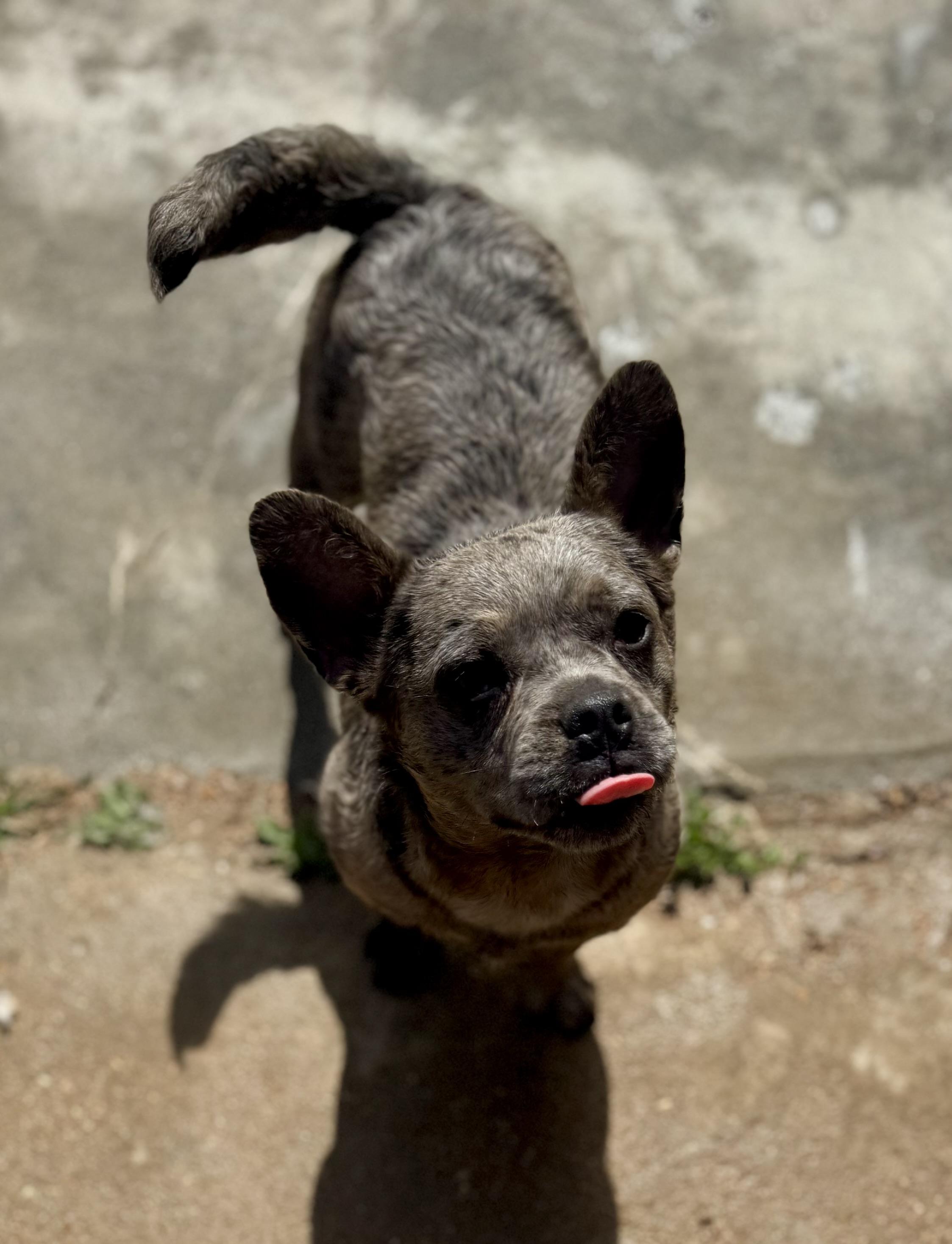 Enlarge Vivianne, a ADOPTABLE mixed breed in Washington, MO image 4/4