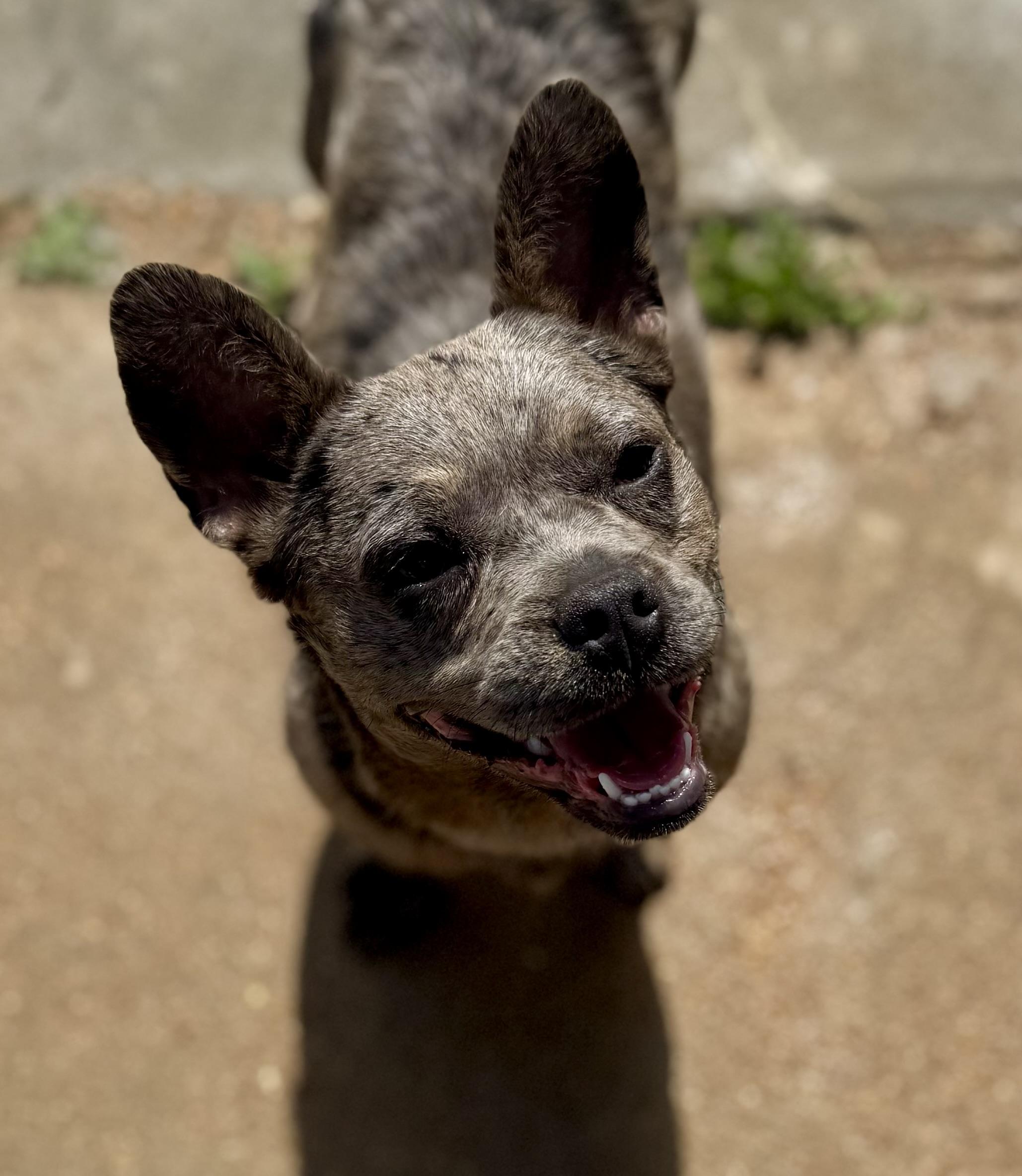 Enlarge Vivianne, a ADOPTABLE mixed breed in Washington, MO image 3/4