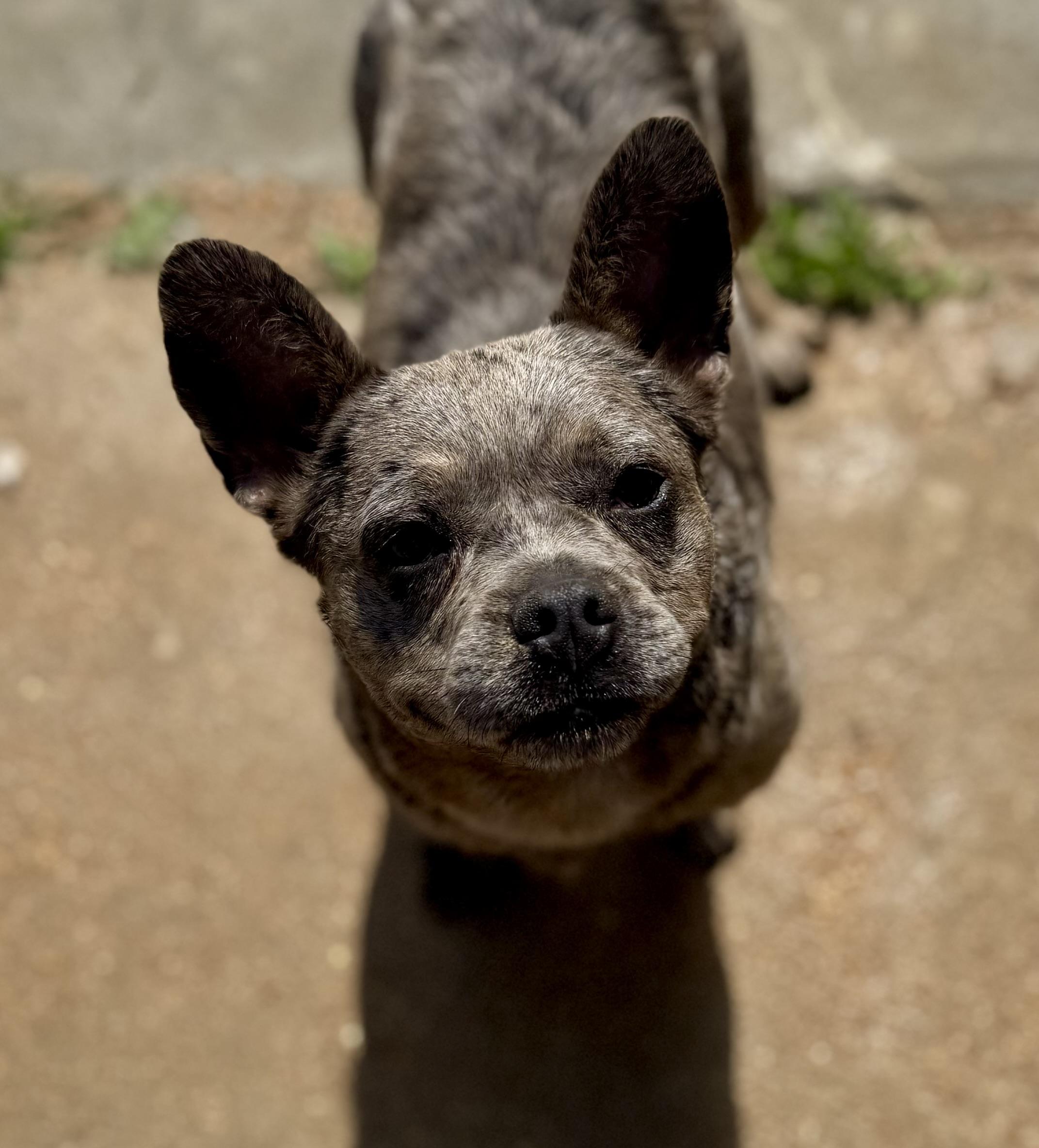 Vivianne, ADOPTABLE, Young Female French Bulldog.